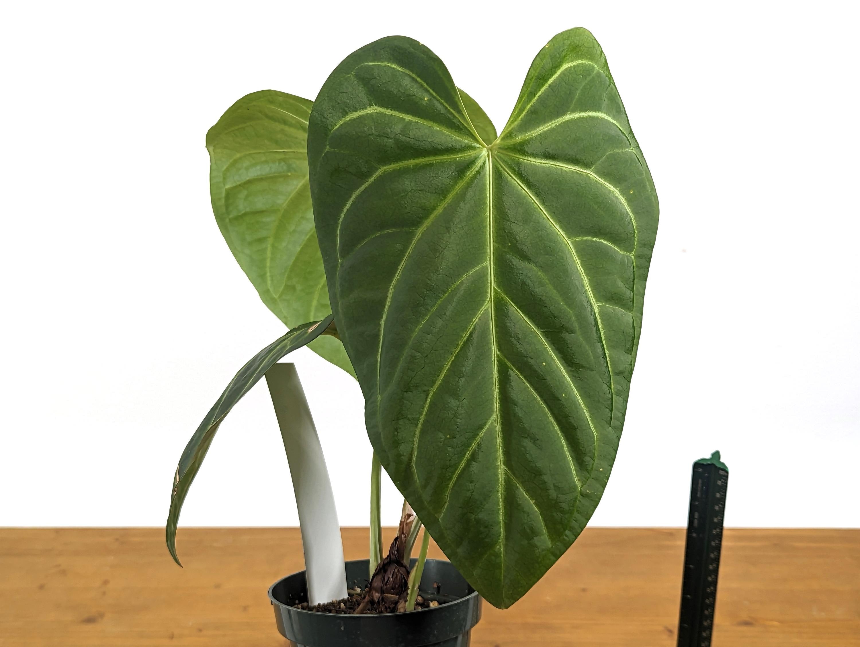 Anthurium Magnificum Silver