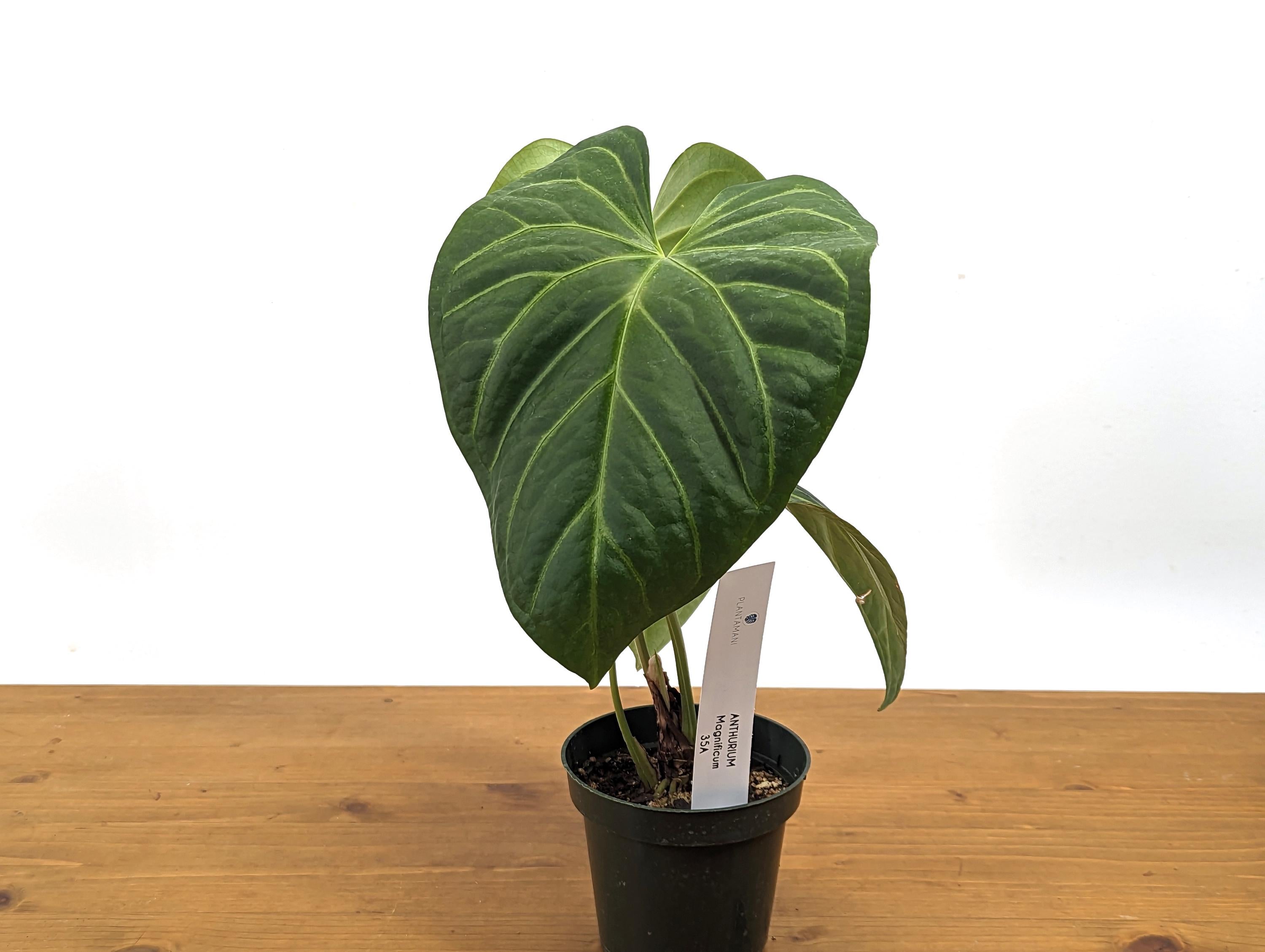 Anthurium Magnificum Silver