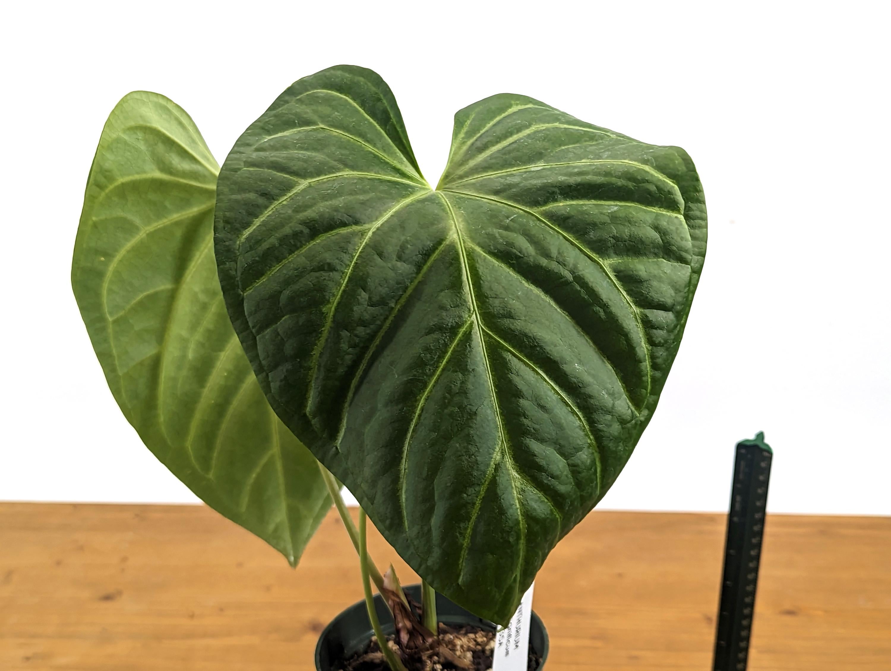 Anthurium Magnificum Silver