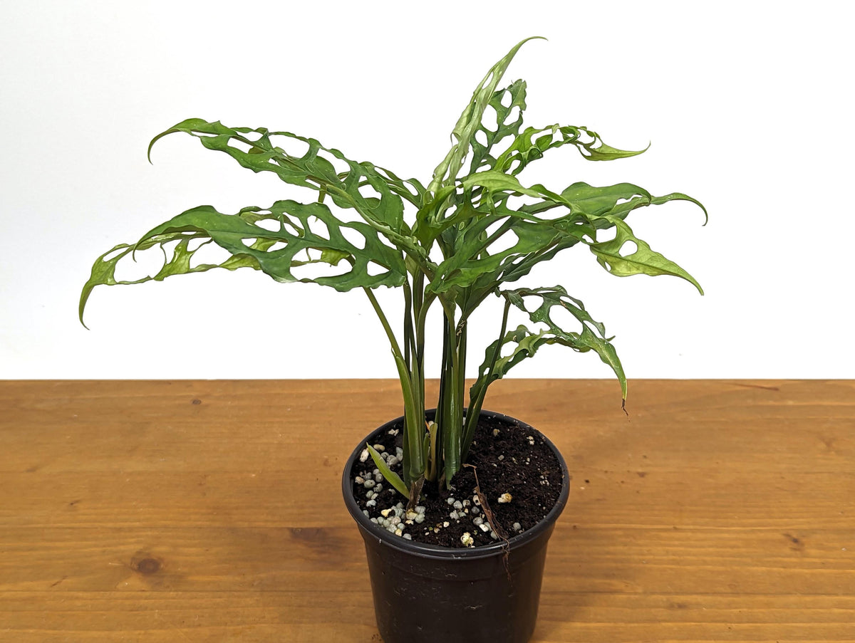 Monstera Obliqua Peru