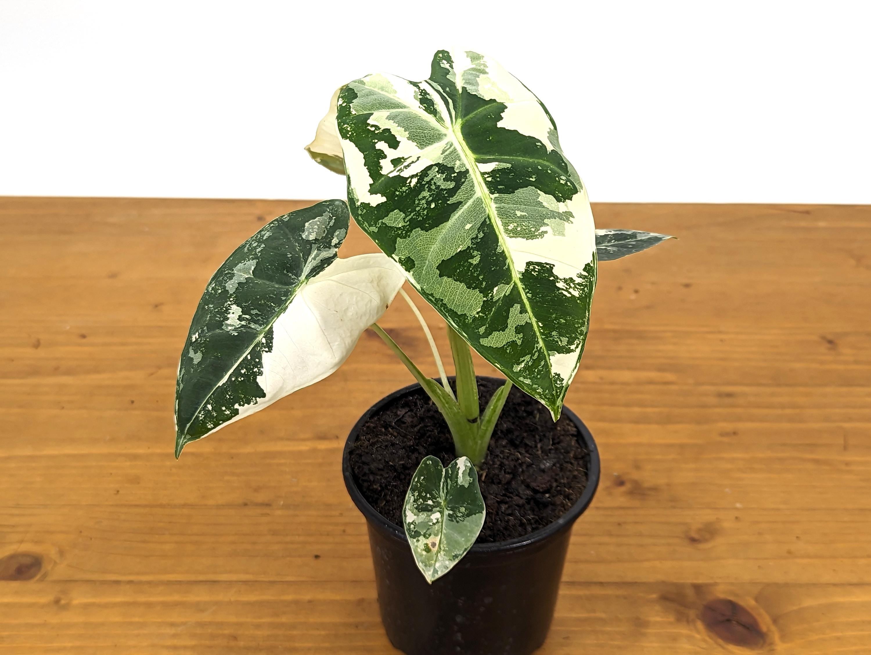 anthurium frydek Alocasia Frydek Variegated 4"