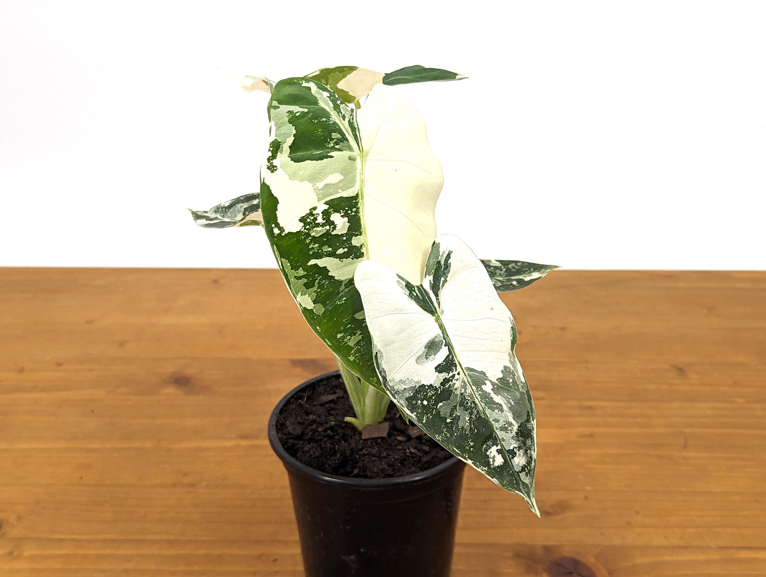 Alocasia Frydek Variegated
