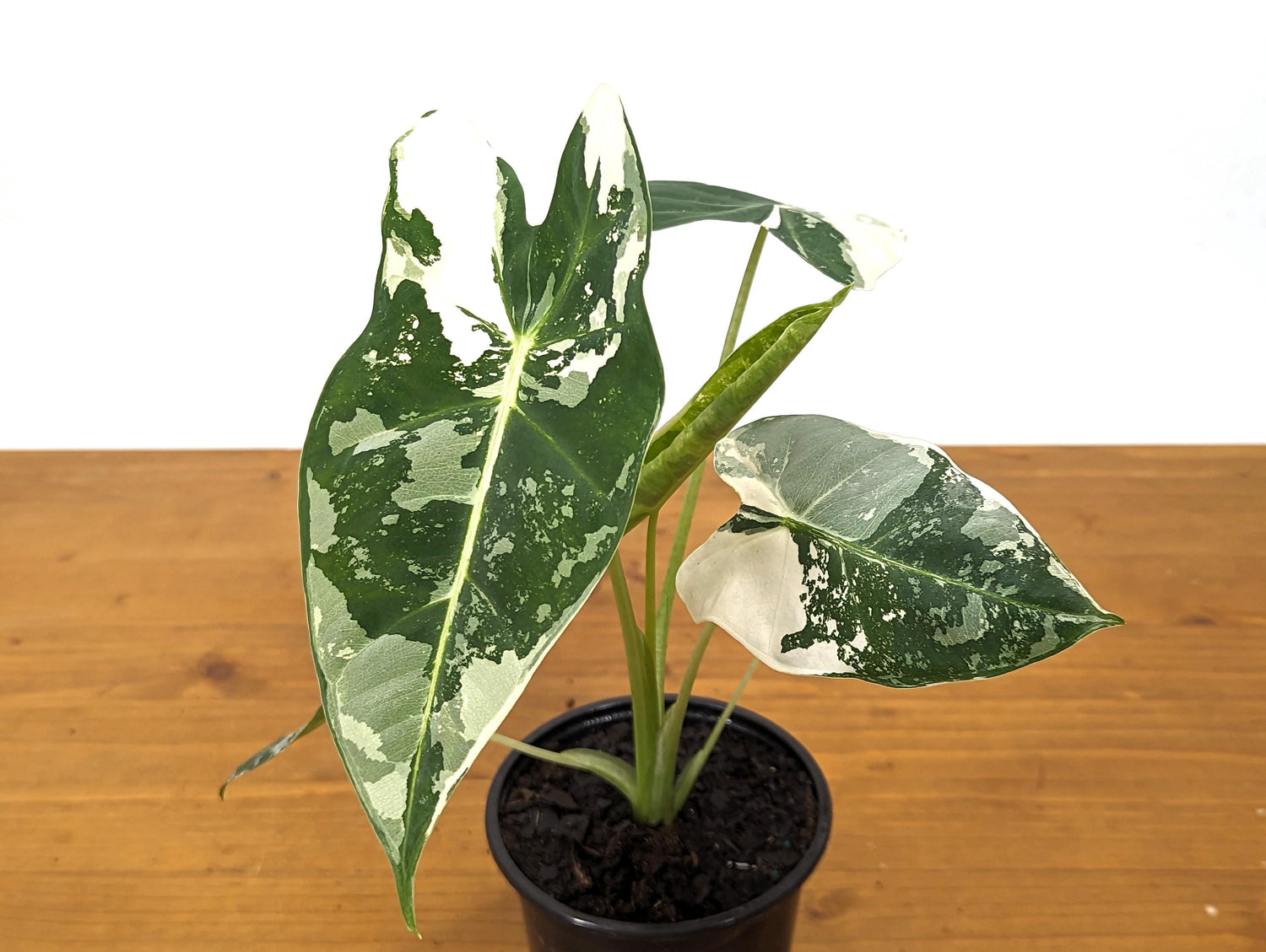 Alocasia Frydek Variegated