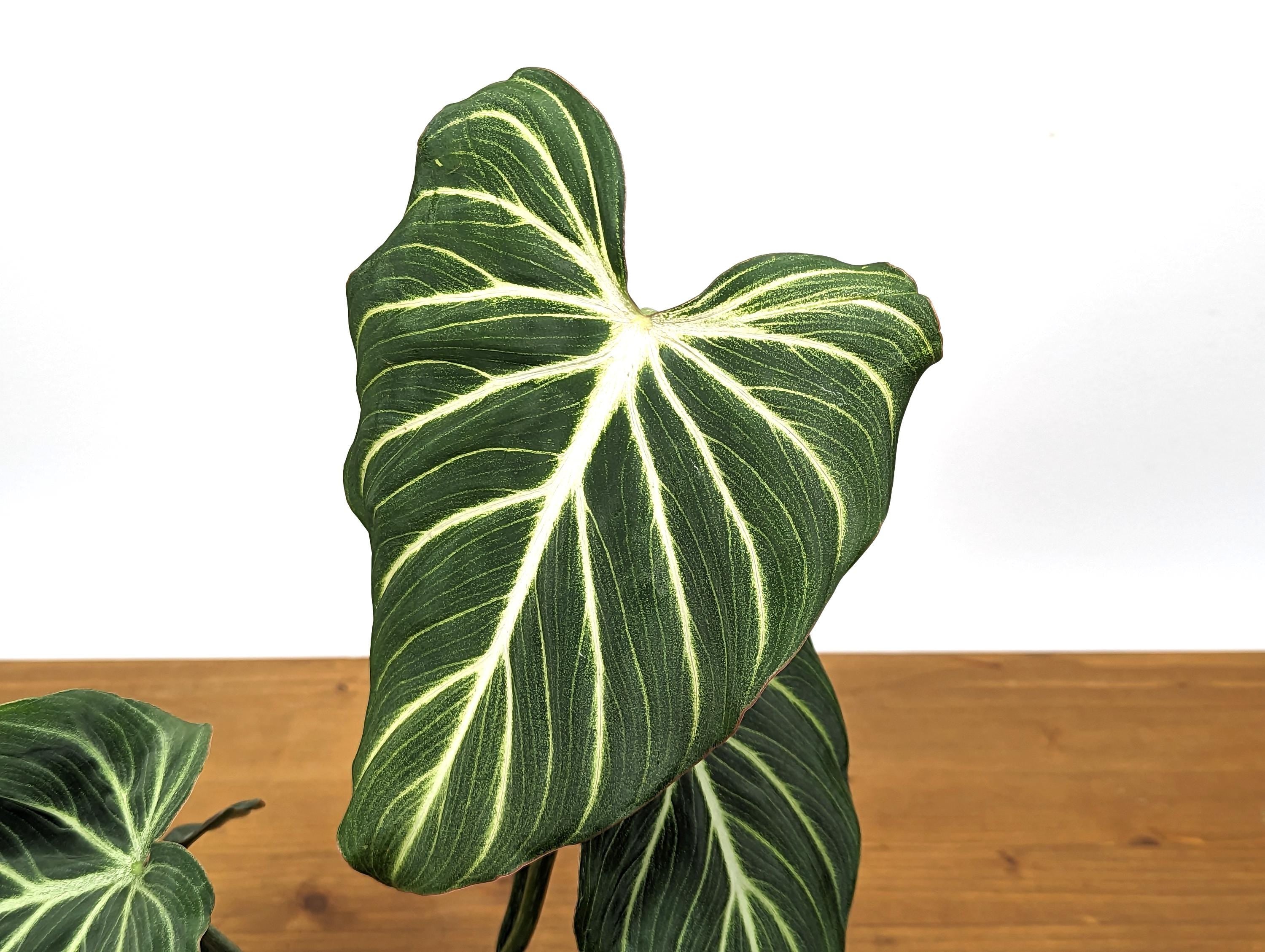 Philodendron Gloriosum Zebra &