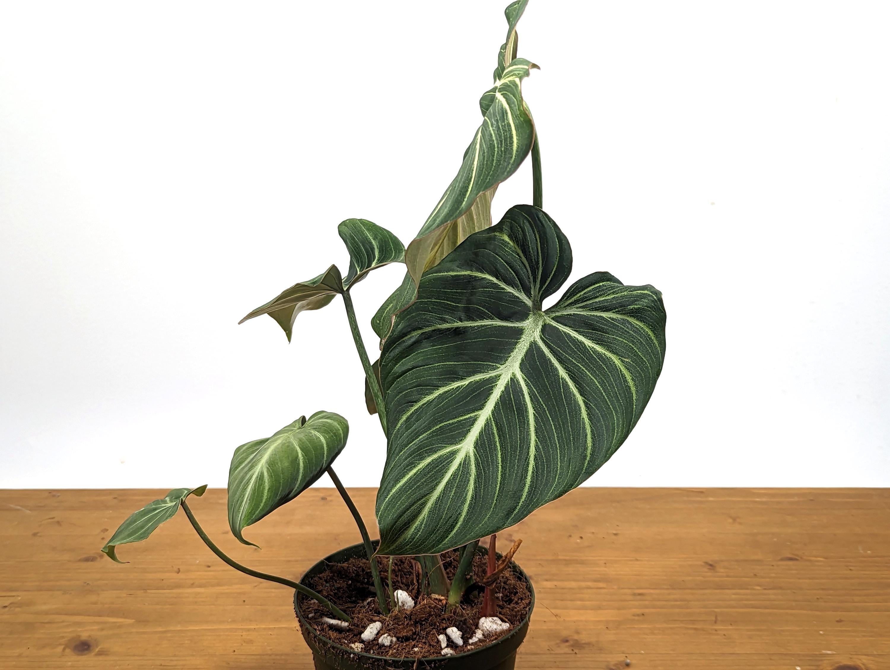 Philodendron Gloriosum Zebra &