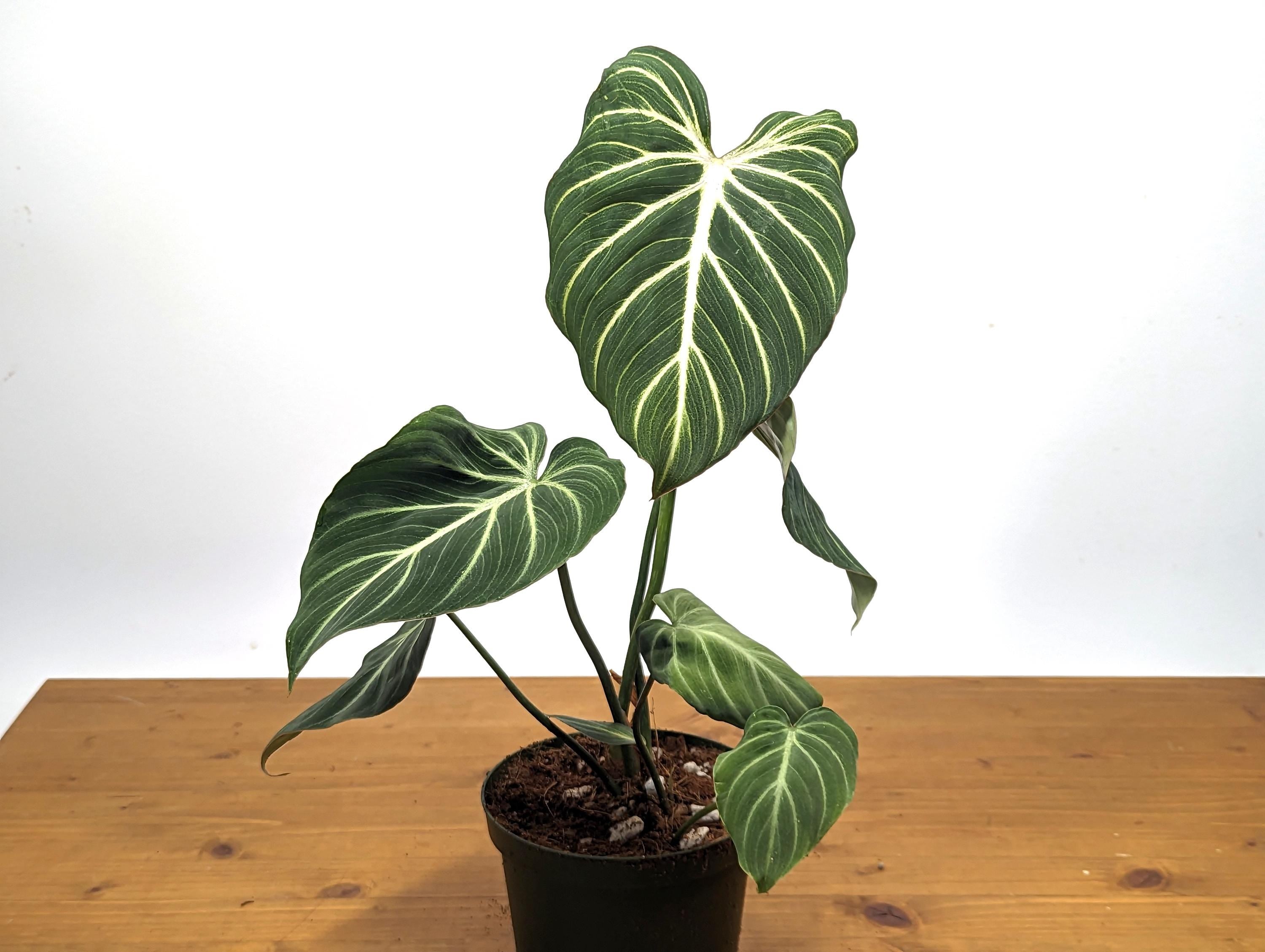 Philodendron Gloriosum Zebra &
