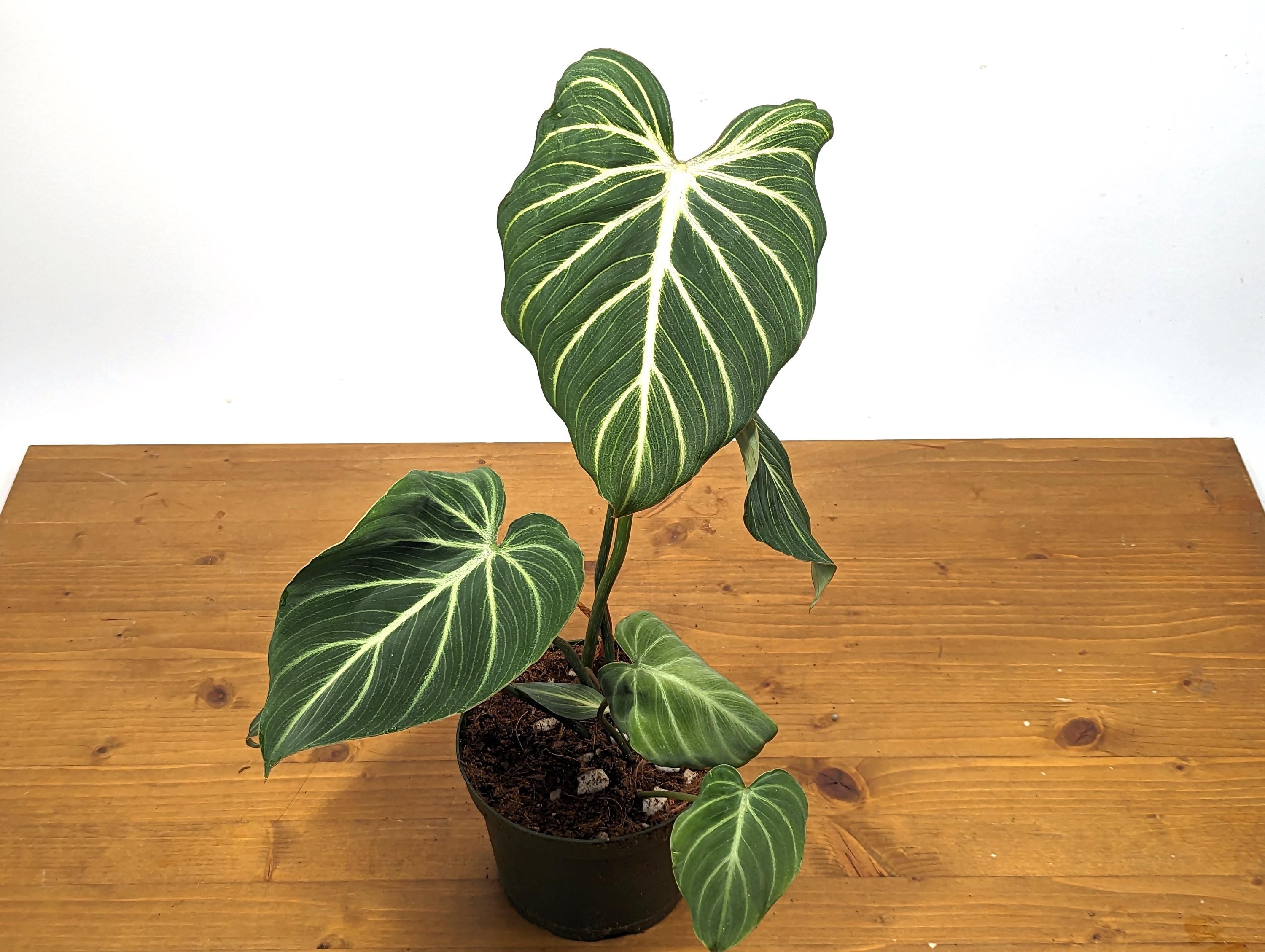Philodendron Gloriosum Zebra &