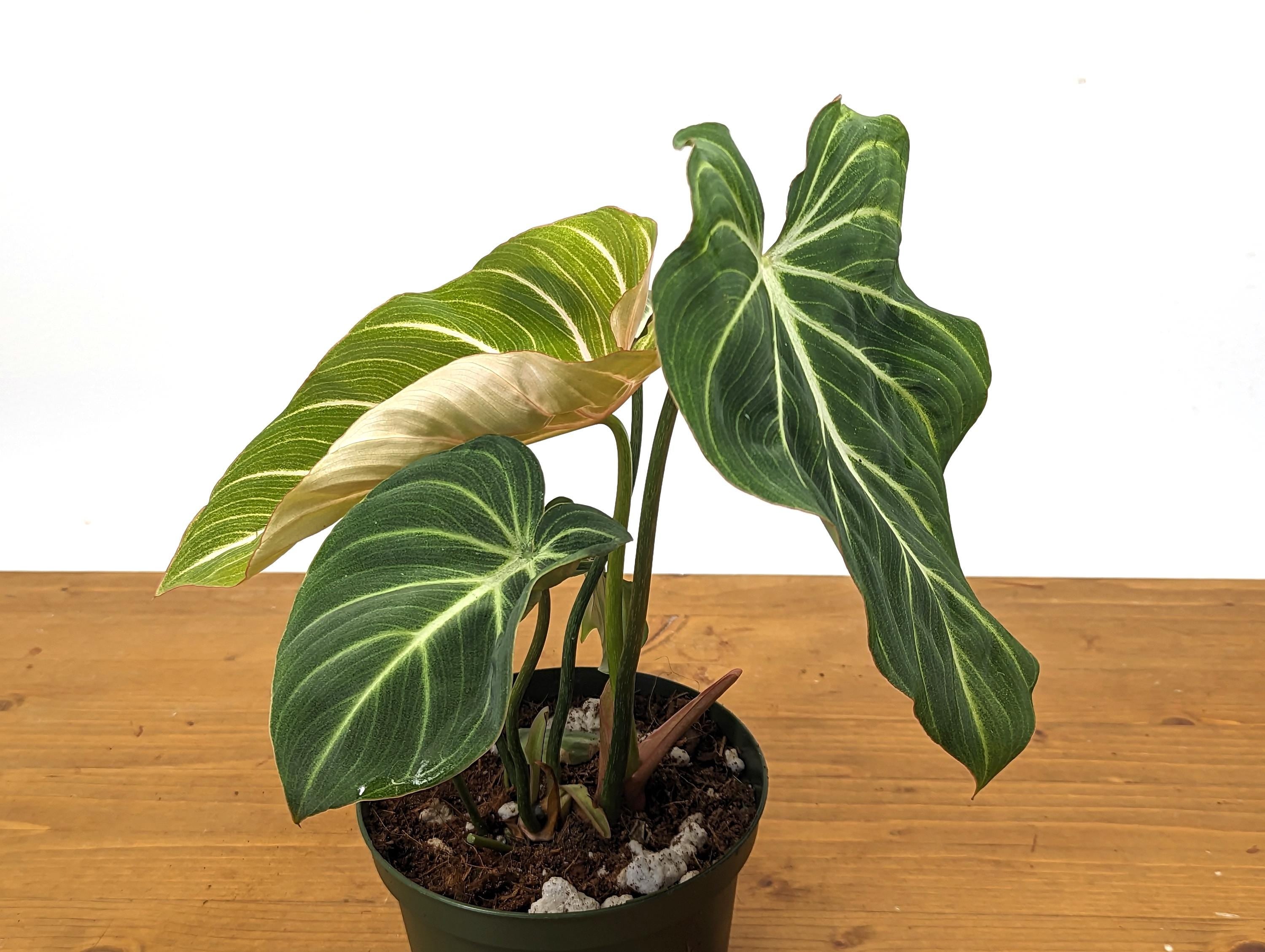 Philodendron Gloriosum Zebra &