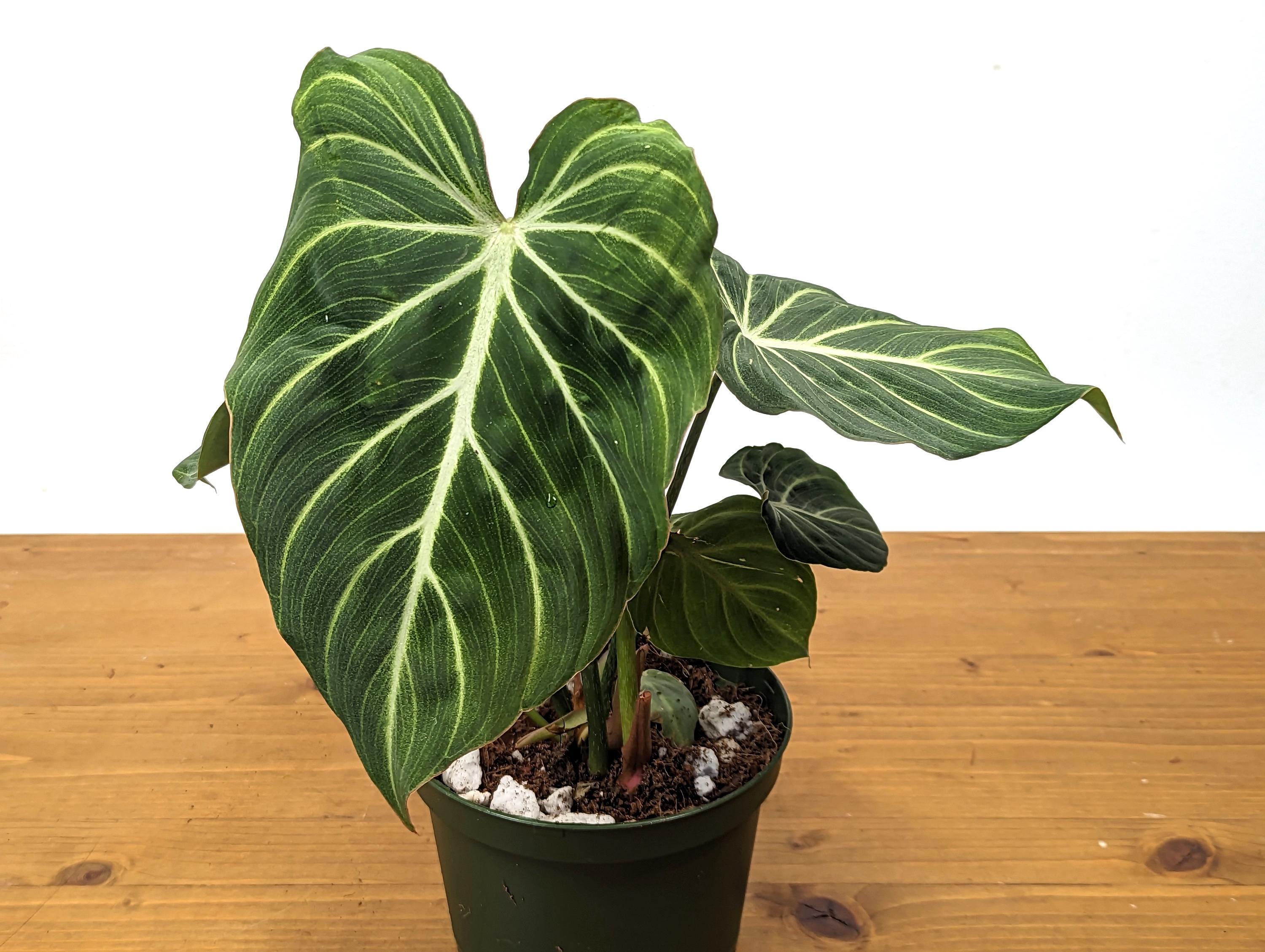 Philodendron Gloriosum Zebra &