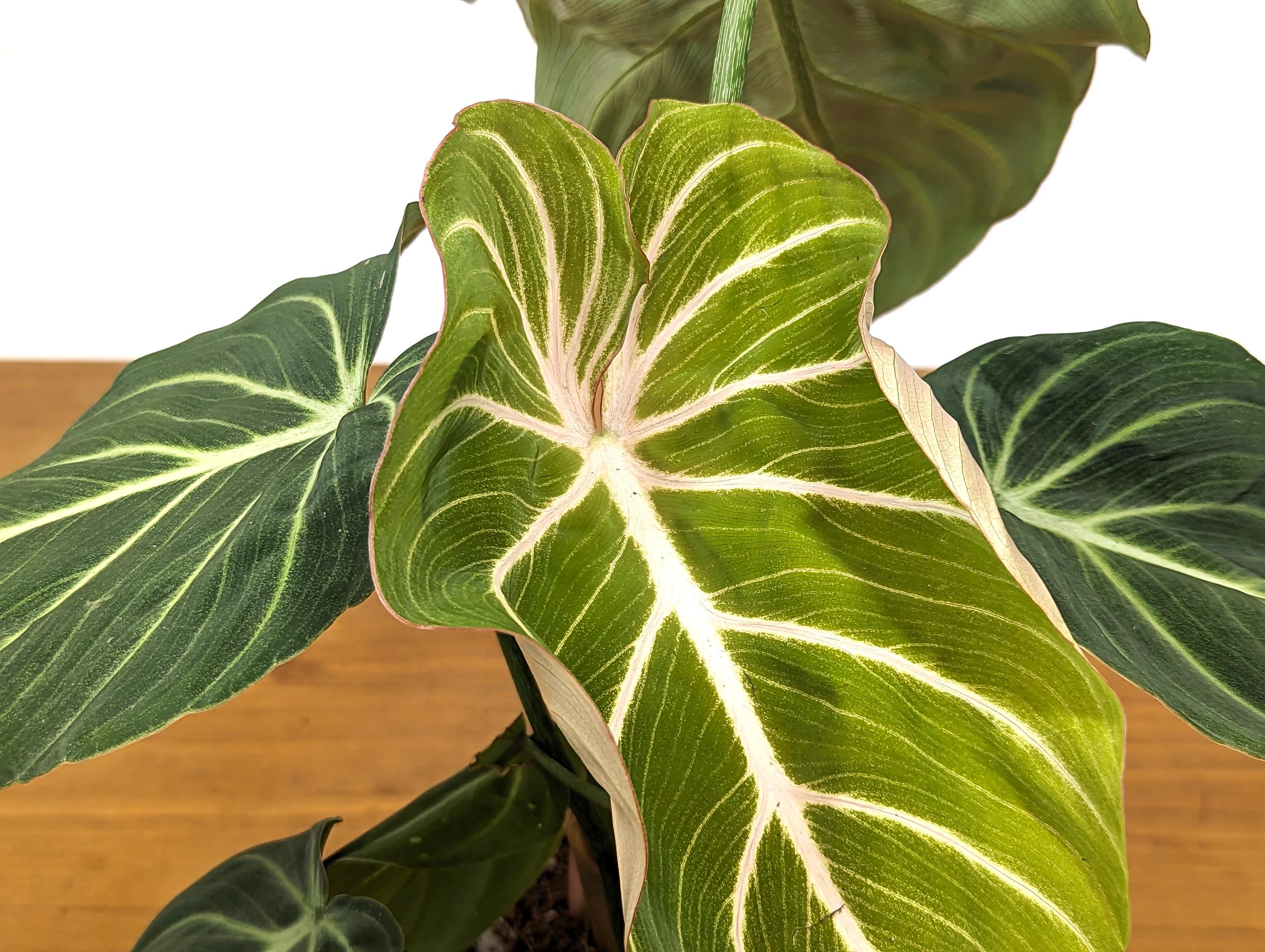 Philodendron Gloriosum Zebra &