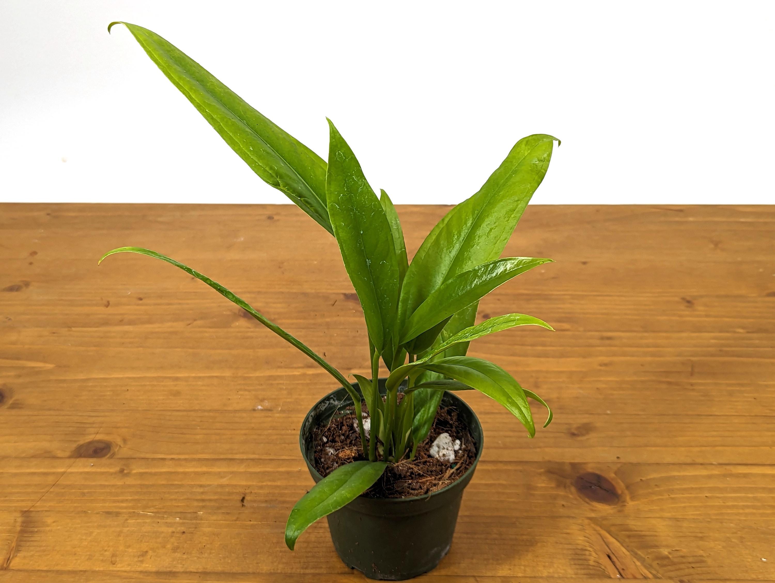 Anthurium Vittarifolium