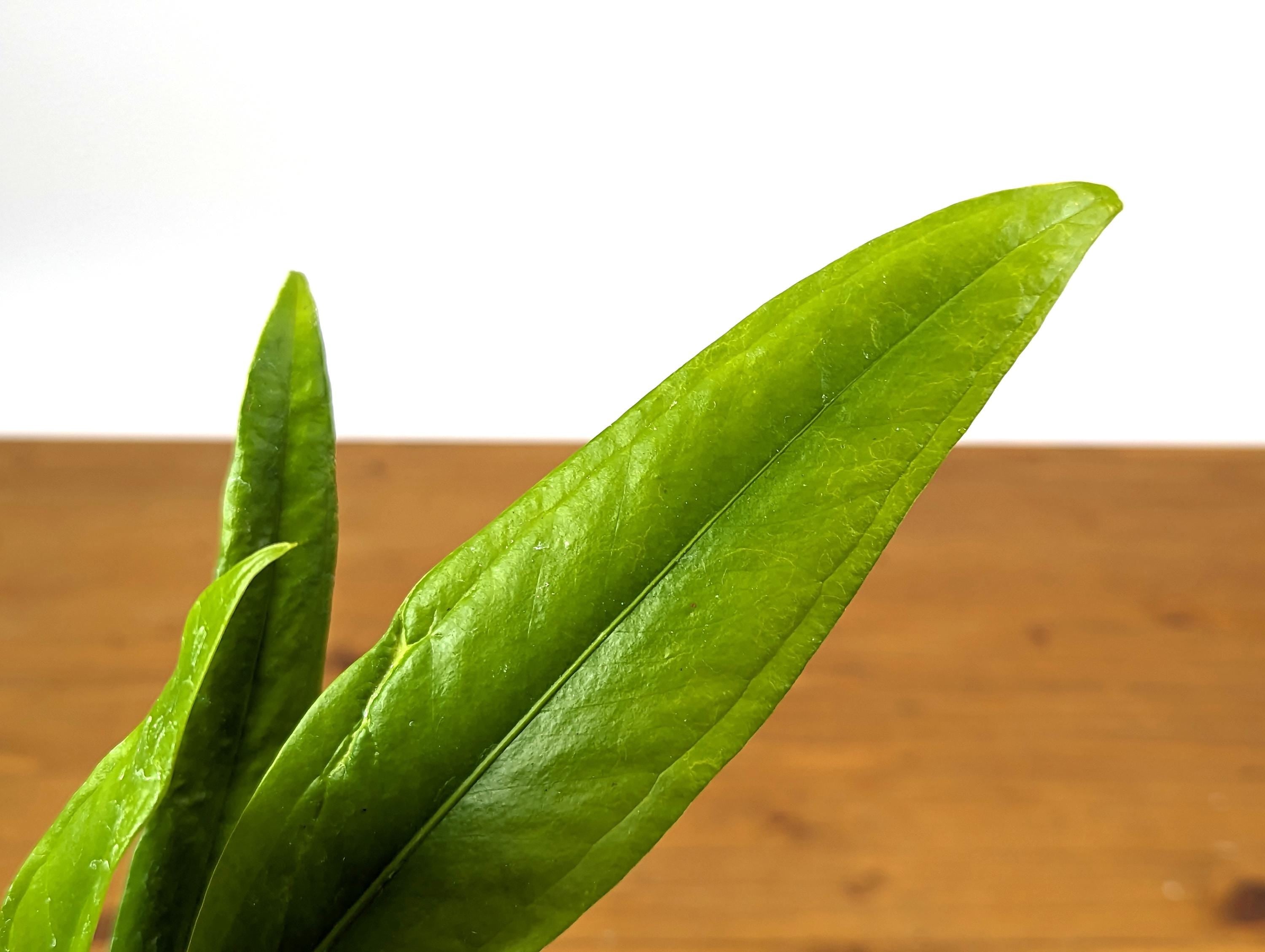 Anthurium Vittarifolium