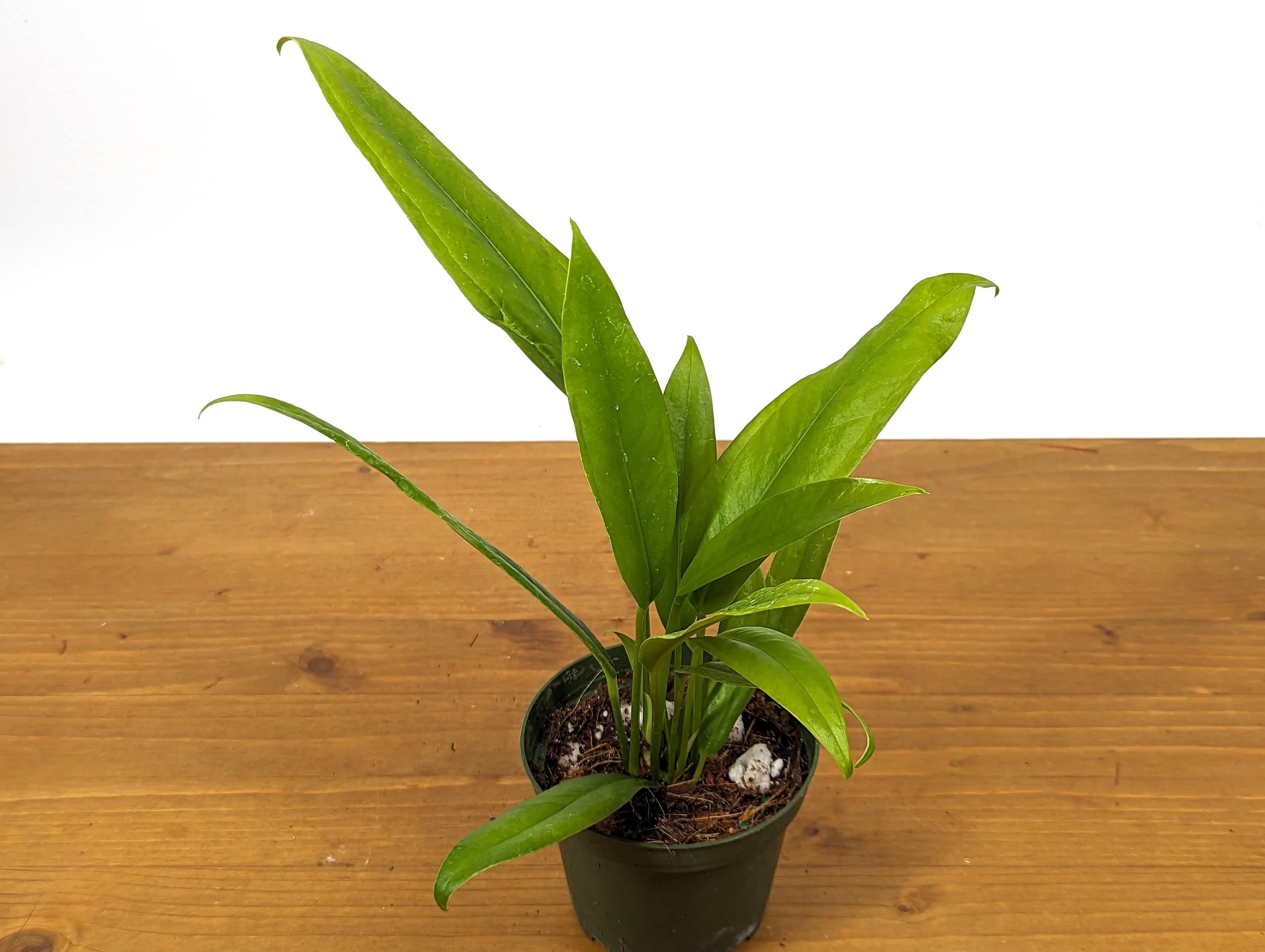 Anthurium Vittarifolium