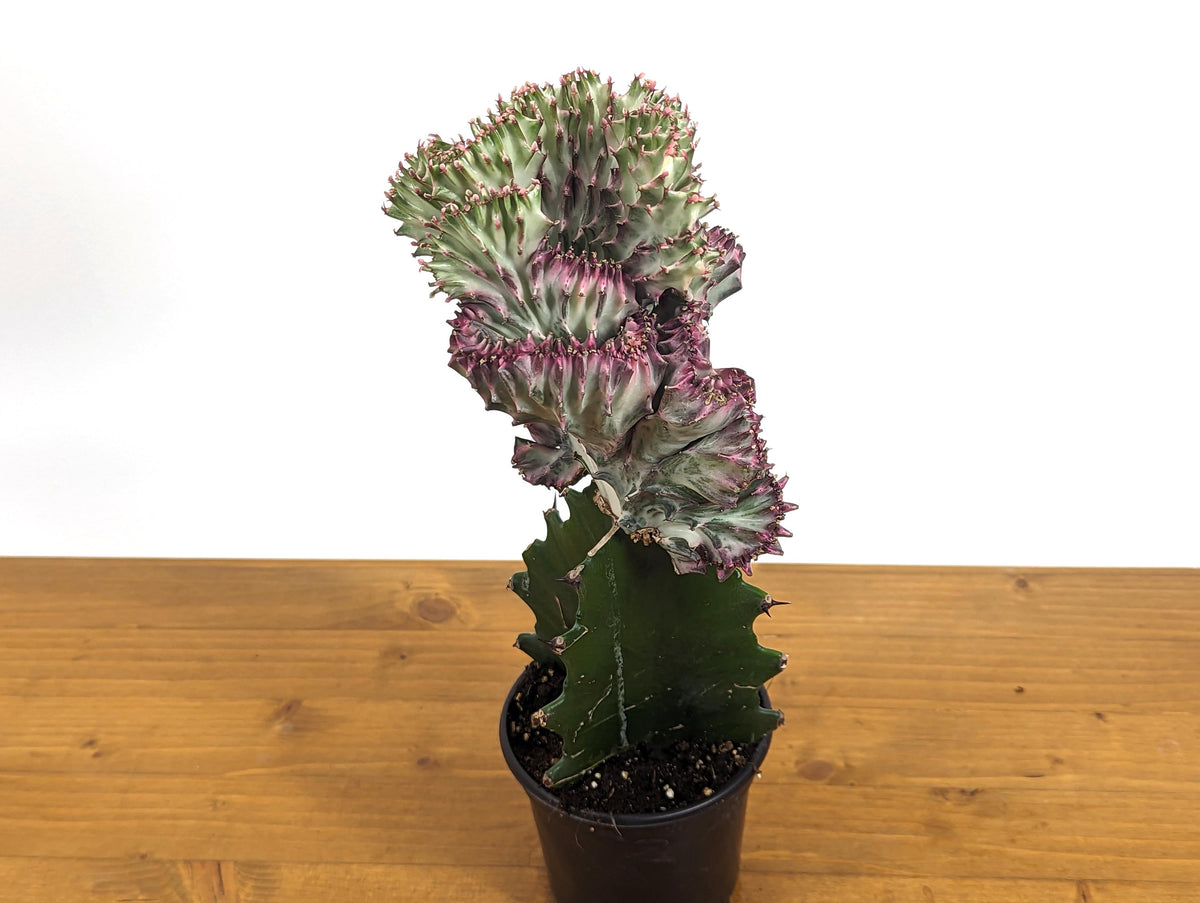 Pink Mermaid Tail Cactus