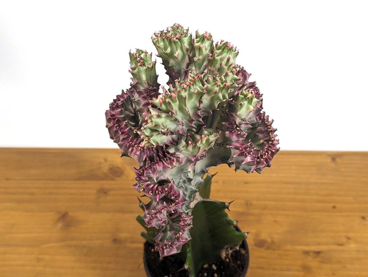 Pink Mermaid Tail Cactus