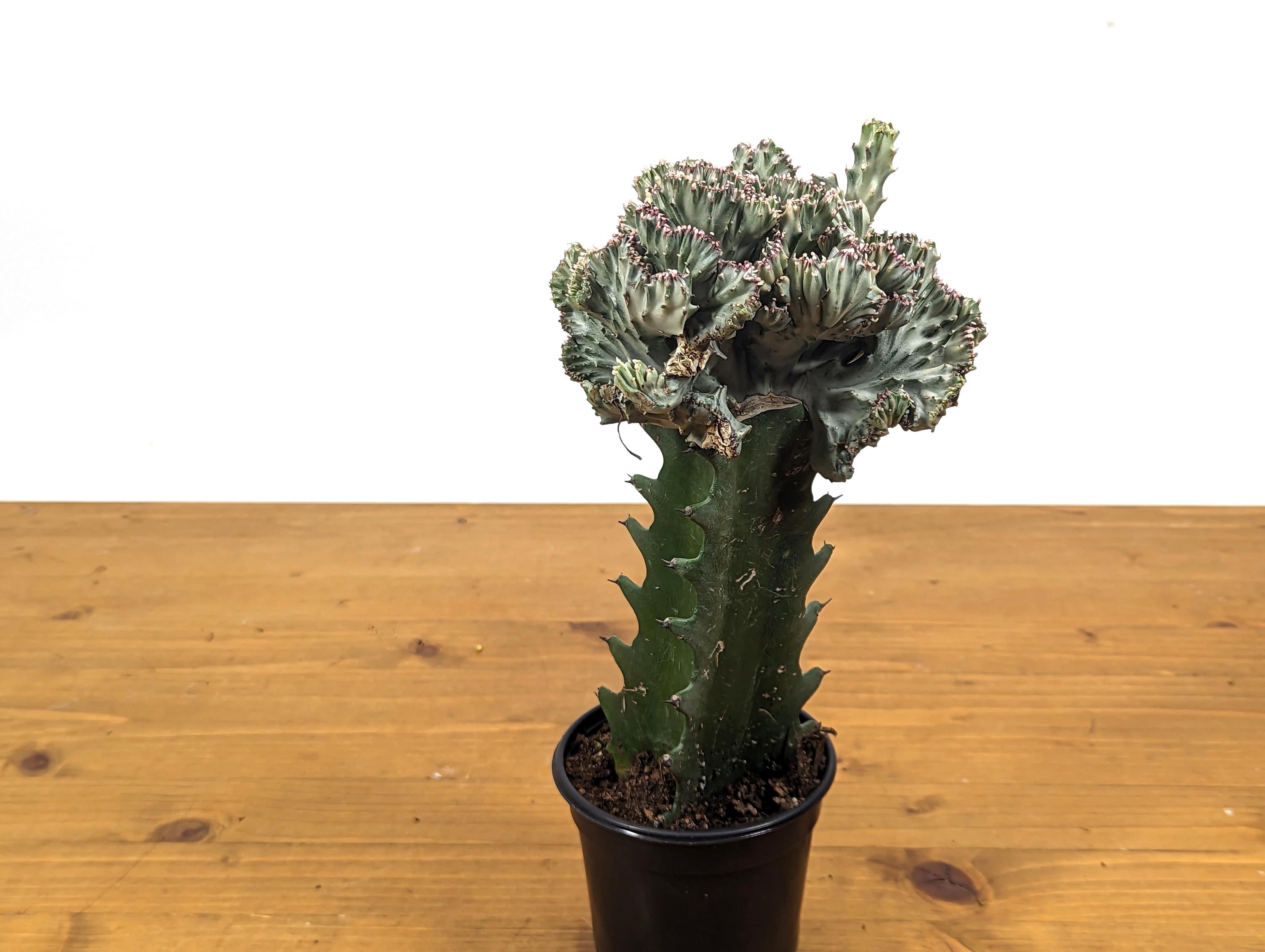 White Mermaid Tail Cactus (Crested Euphorbia) in 4" pot