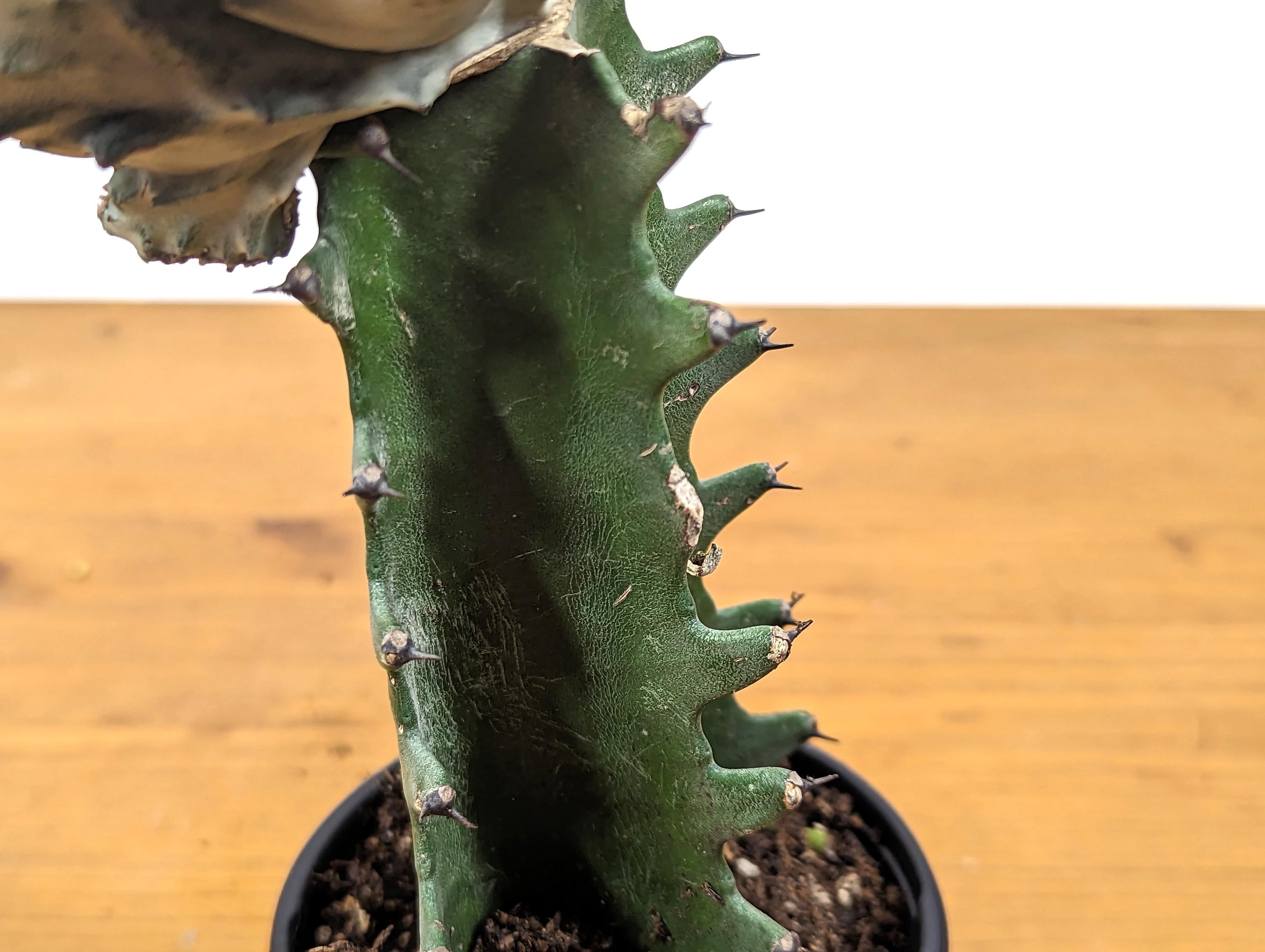 White Mermaid Tail Cactus (Crested Euphorbia) in 4" pot