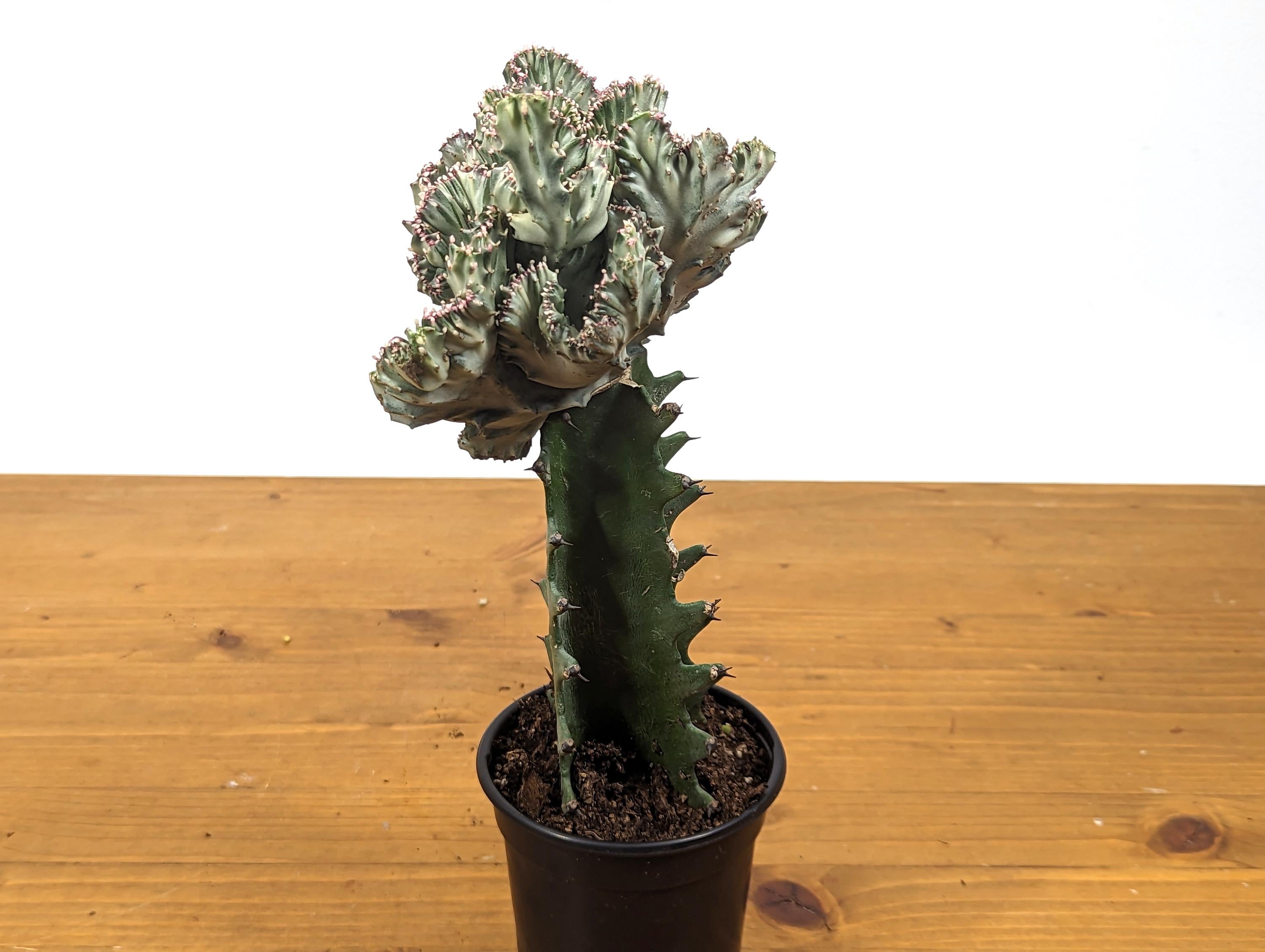 White Mermaid Tail Cactus (Crested Euphorbia) in 4" pot