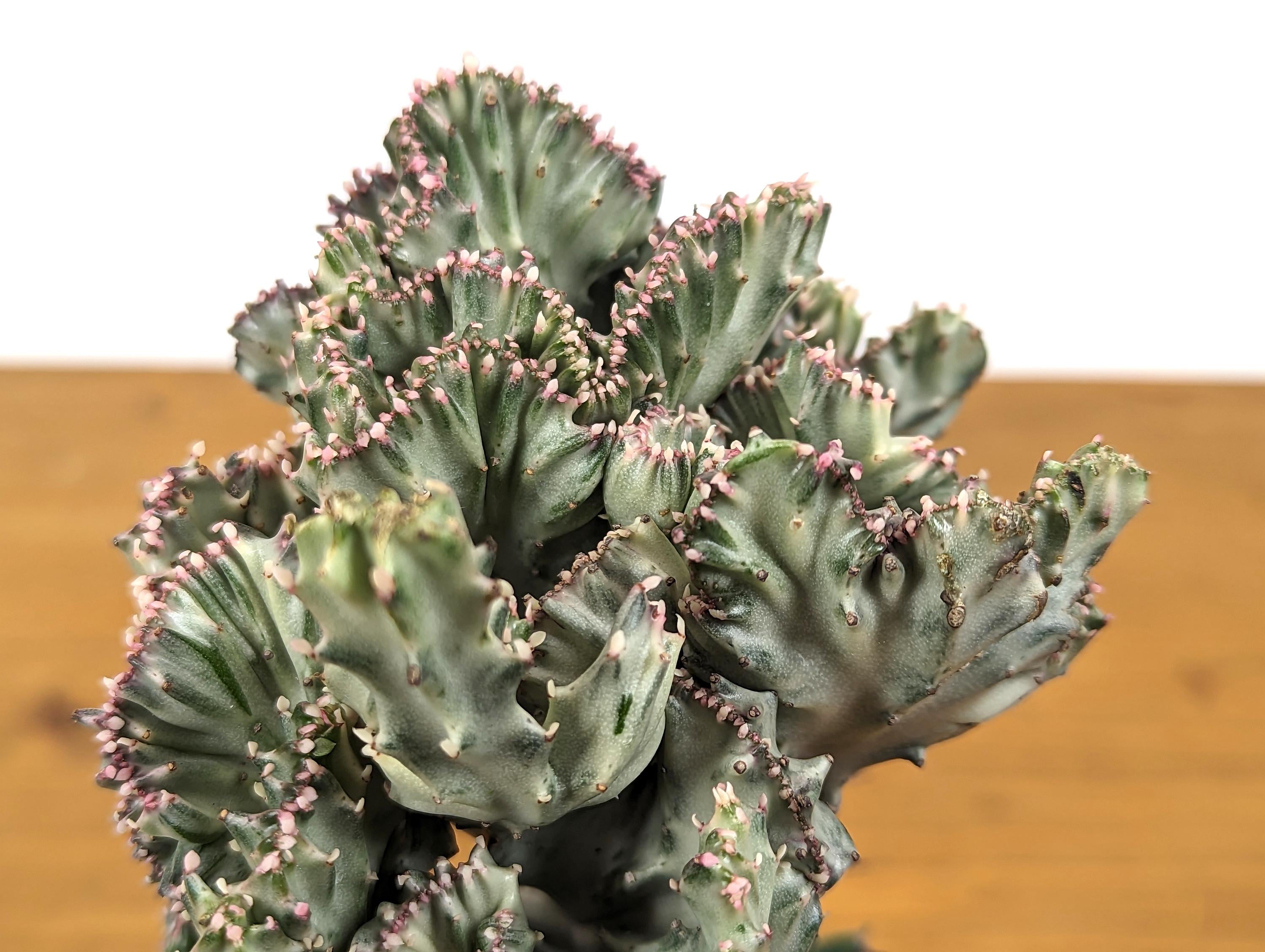 White Mermaid Tail Cactus (Crested Euphorbia) in 4" pot