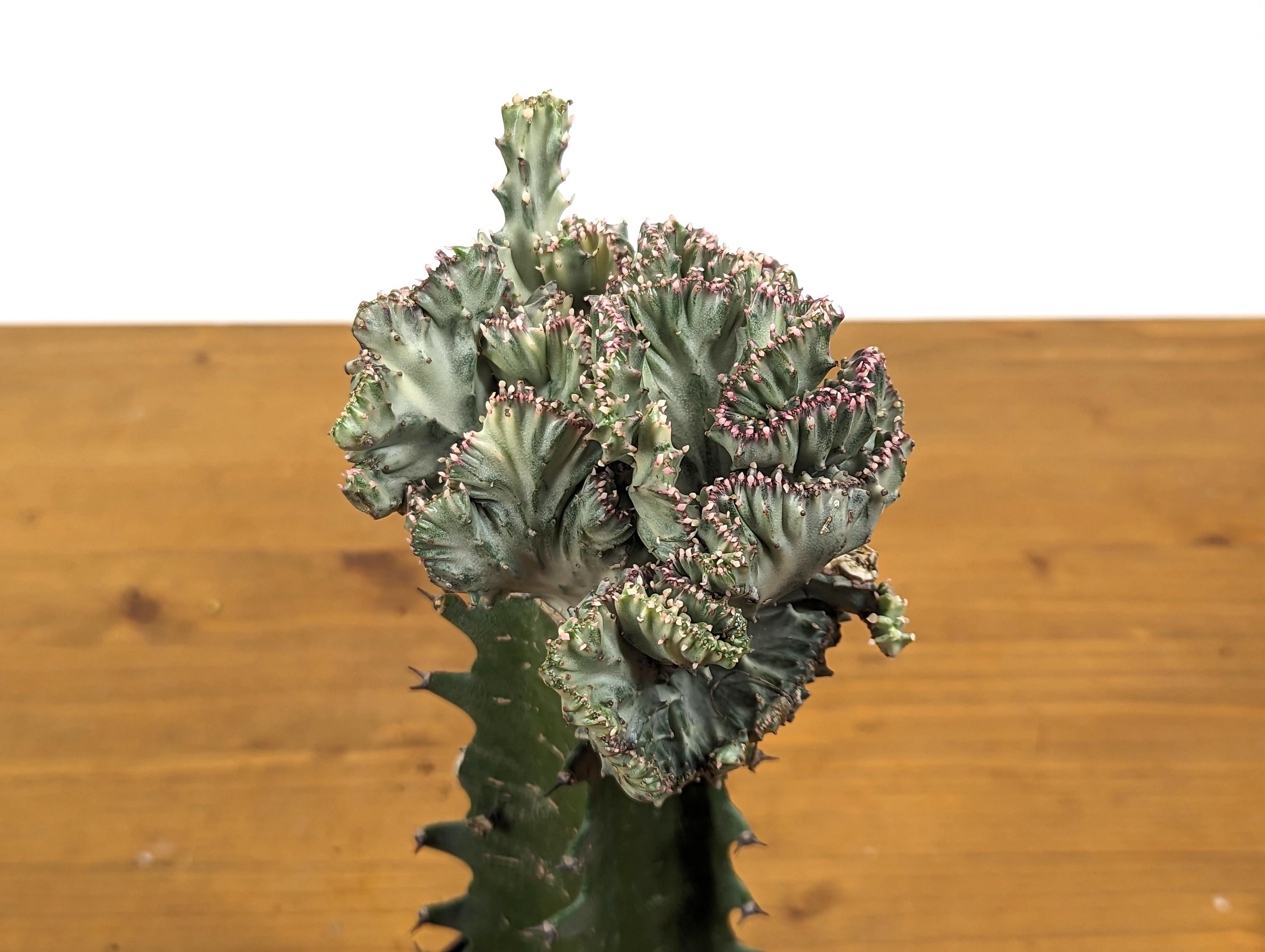 White Mermaid Tail Cactus (Crested Euphorbia) in 4" pot
