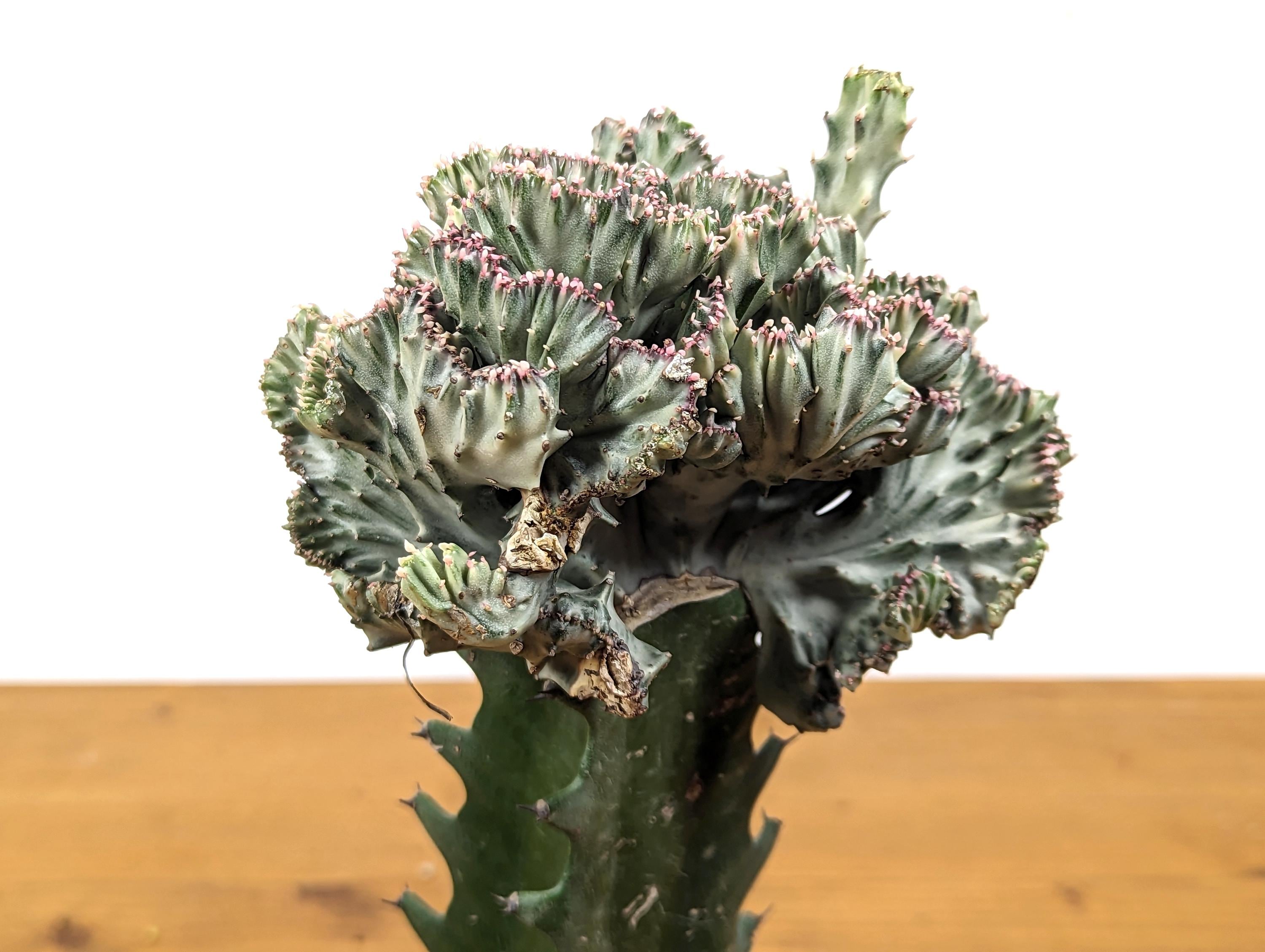 White Mermaid Tail Cactus (Crested Euphorbia) in 4" pot