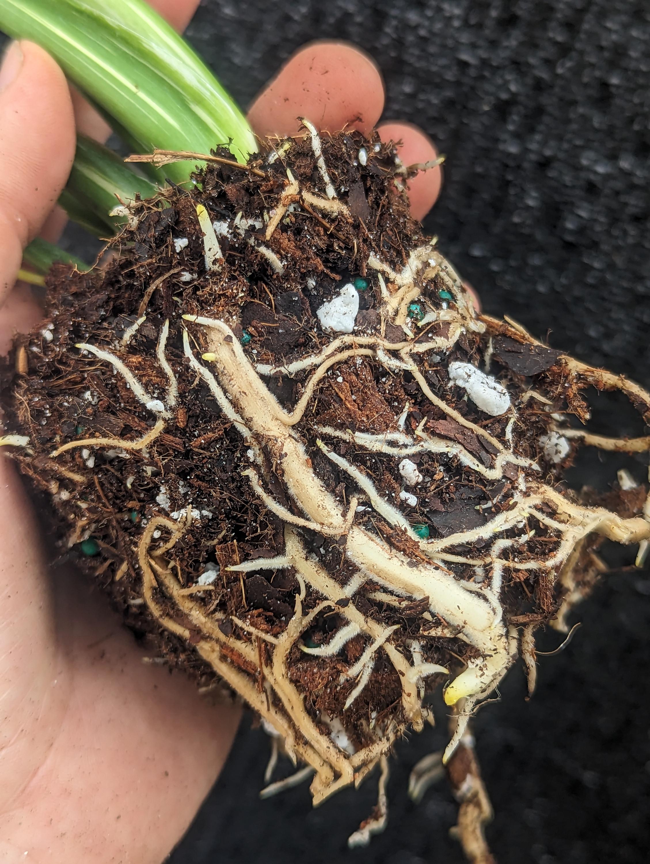 Peat-Free Coarse & Chunky Aroid Potting Mix for Tropical Houseplants (With Slow Release Fertilizer)