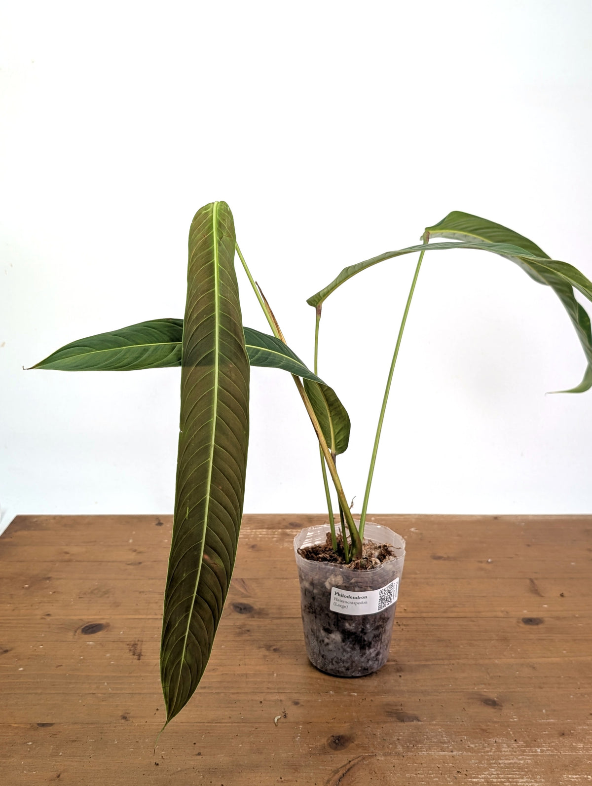Philodendron Heterocraspedon
