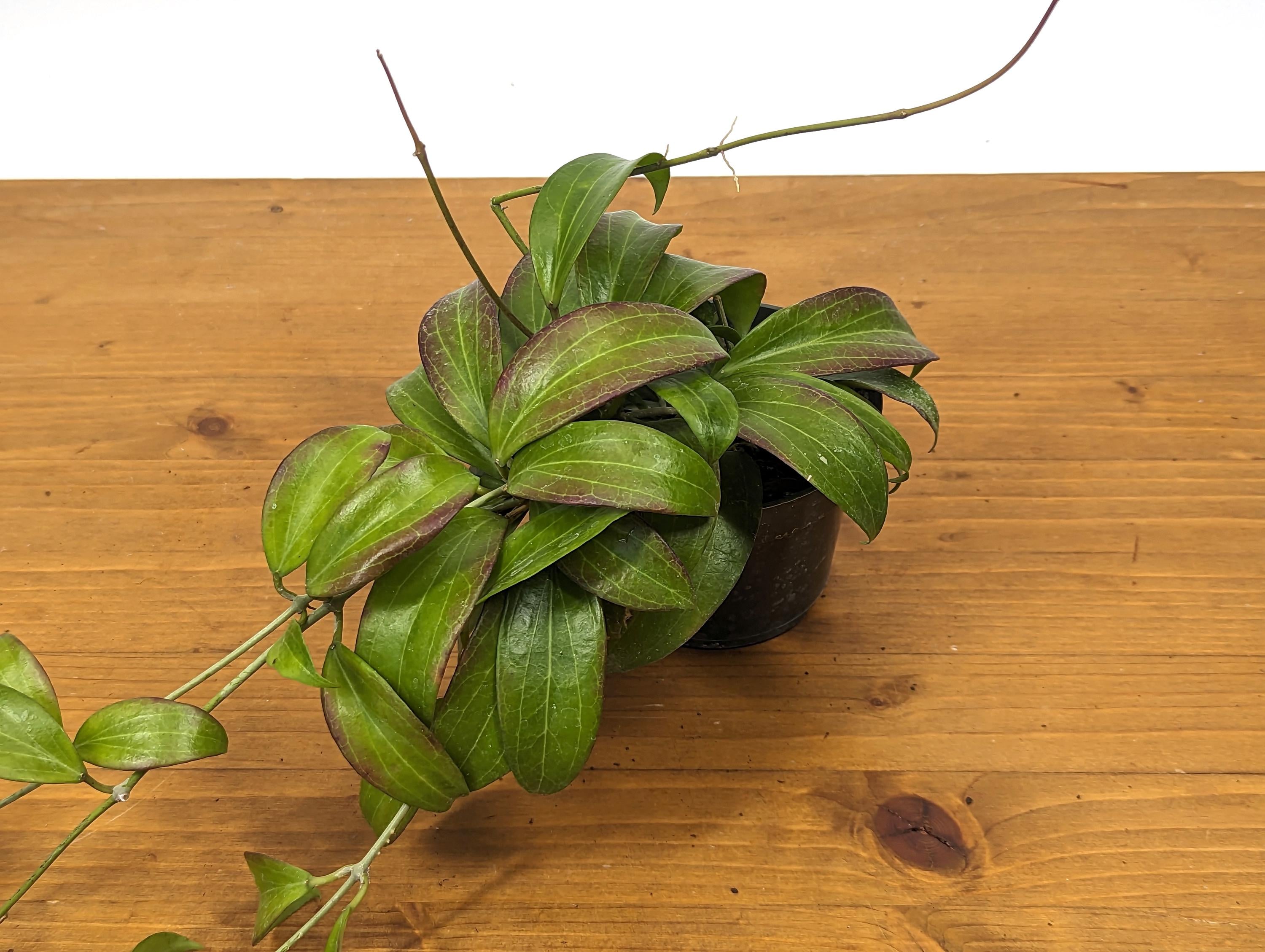 Hoya Merrillii (Long Leaf)