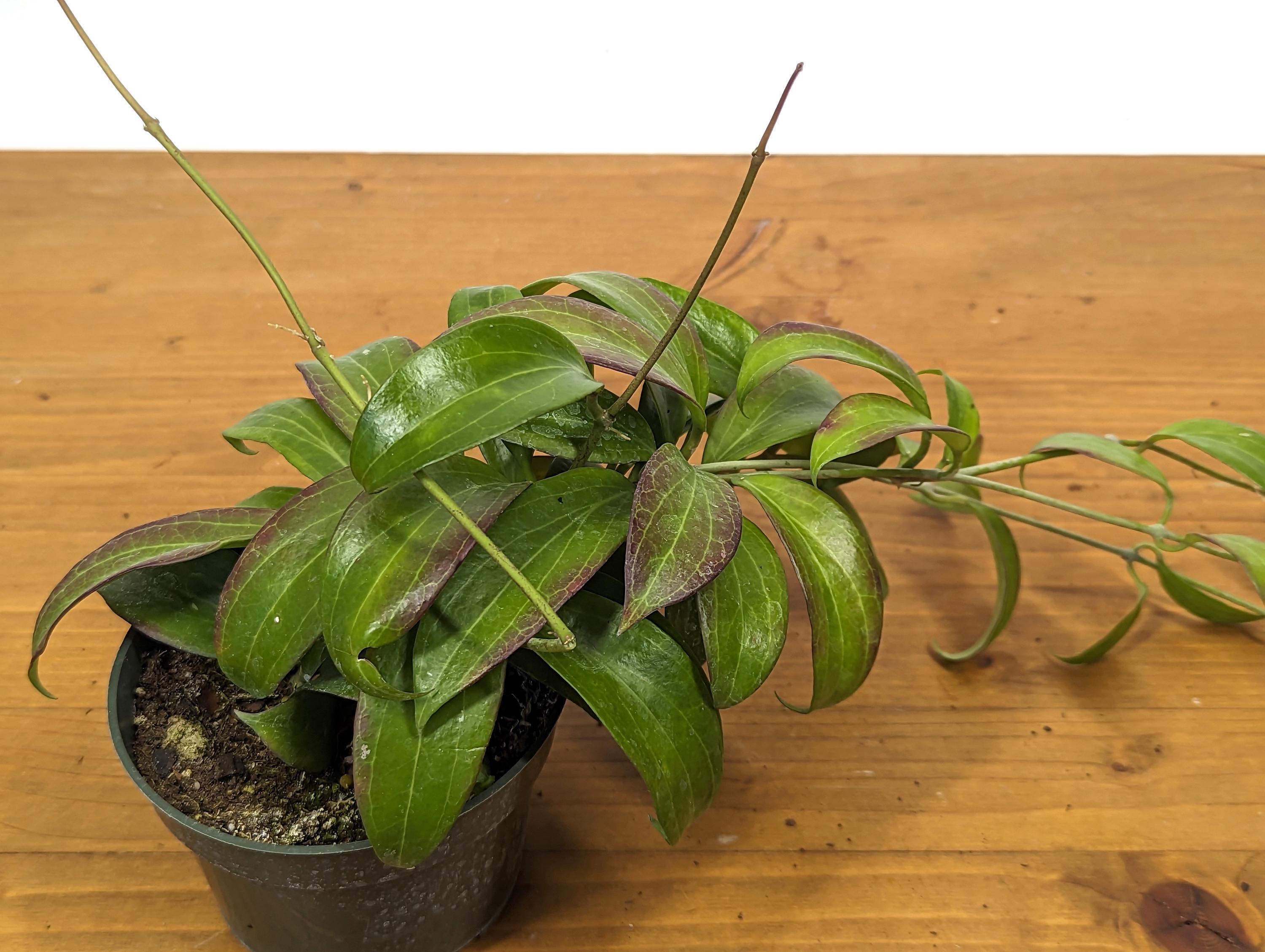 Hoya Merrillii (Long Leaf)