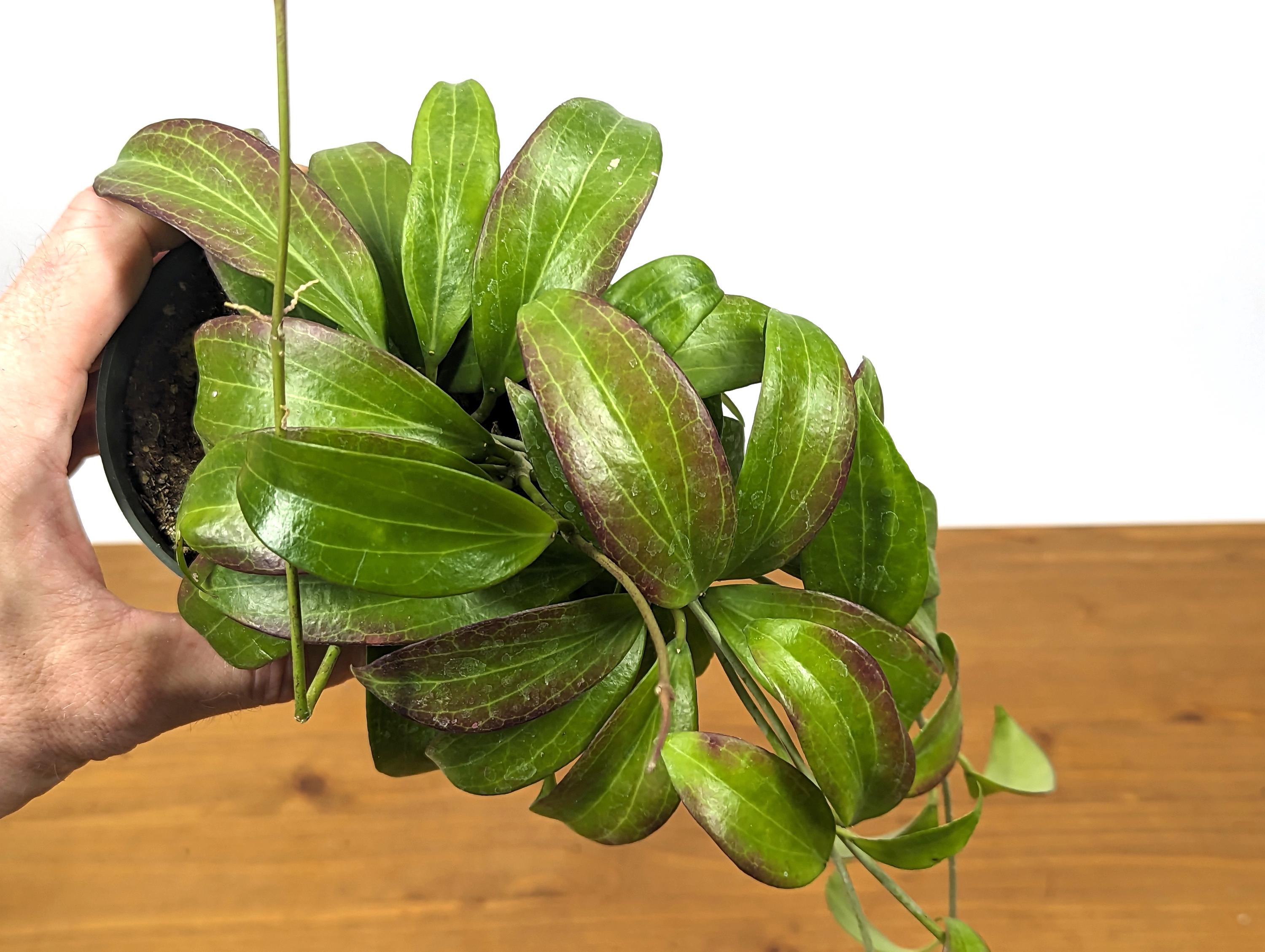 Hoya Merrillii (Long Leaf)
