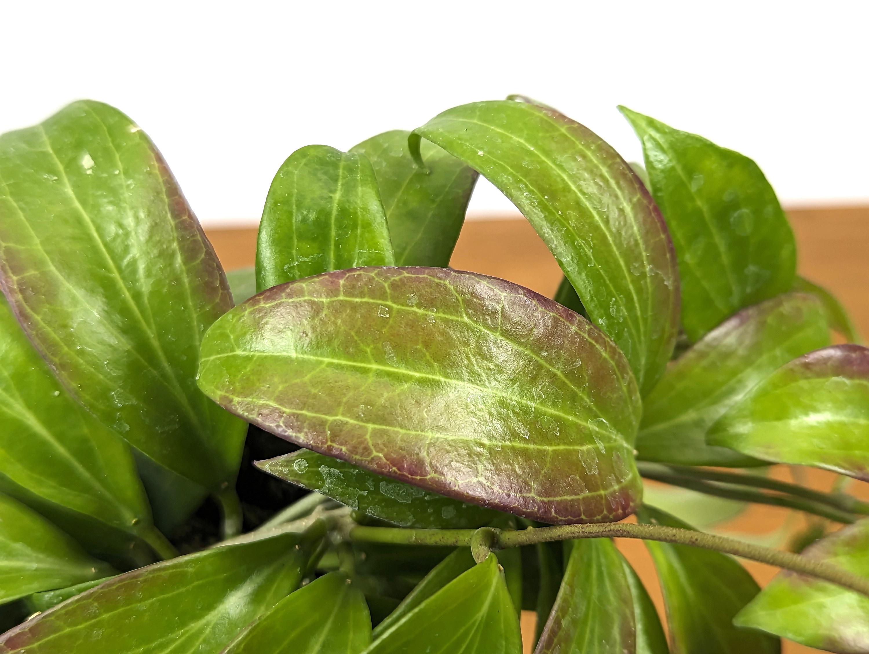 Hoya Merrillii (Long Leaf)