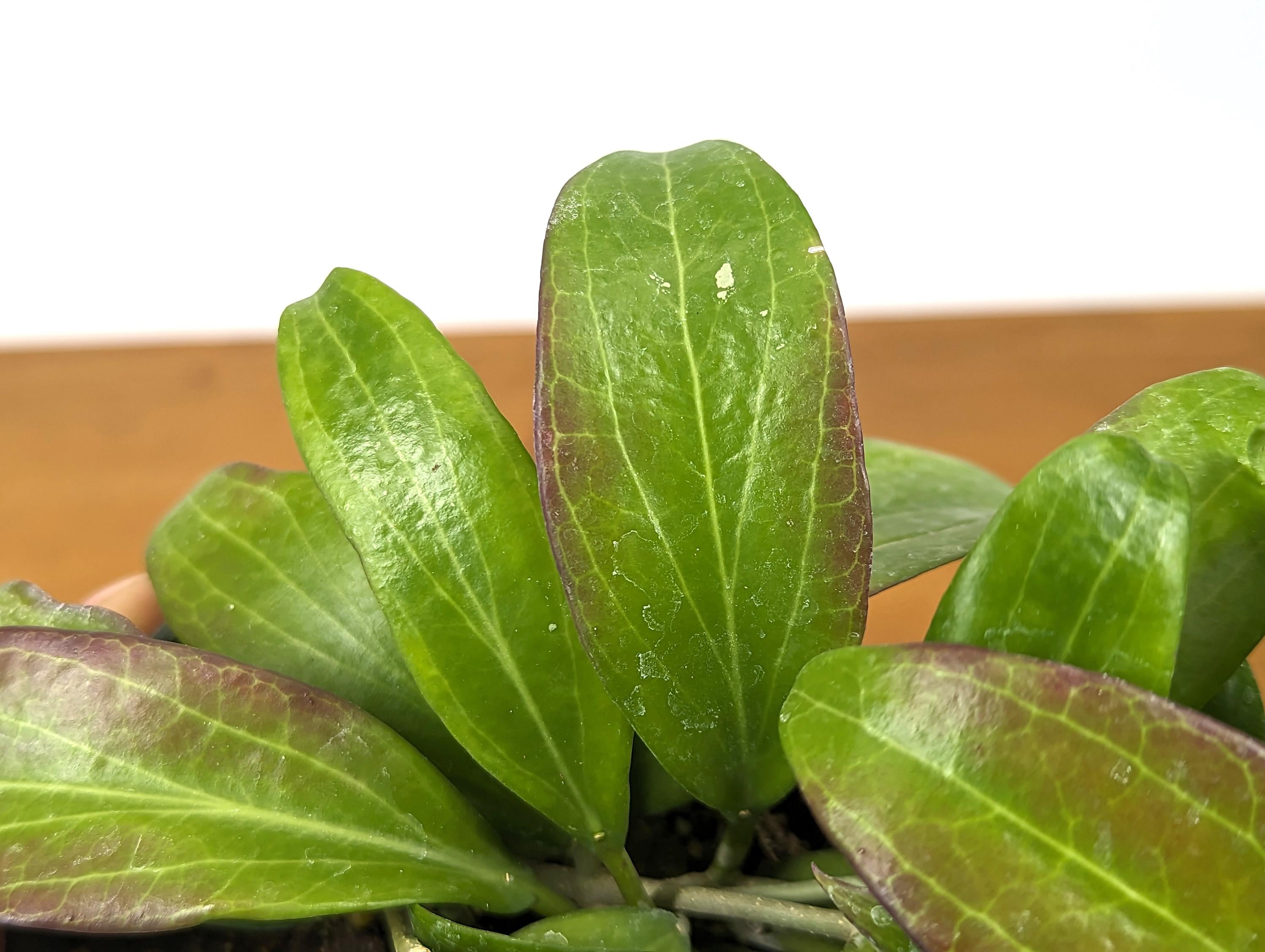 Hoya Merrillii (Long Leaf)