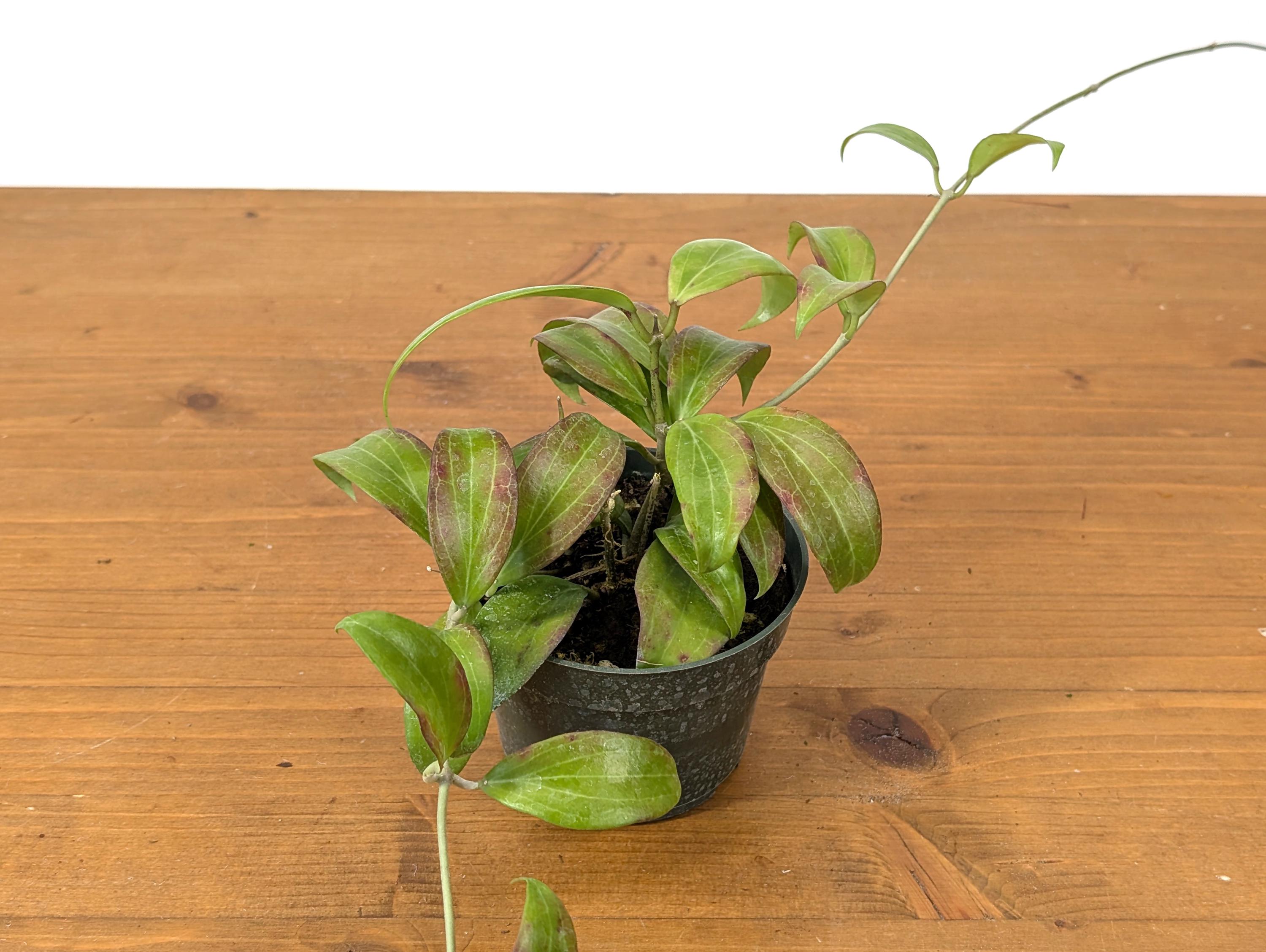 Hoya Merrillii (Long Leaf)