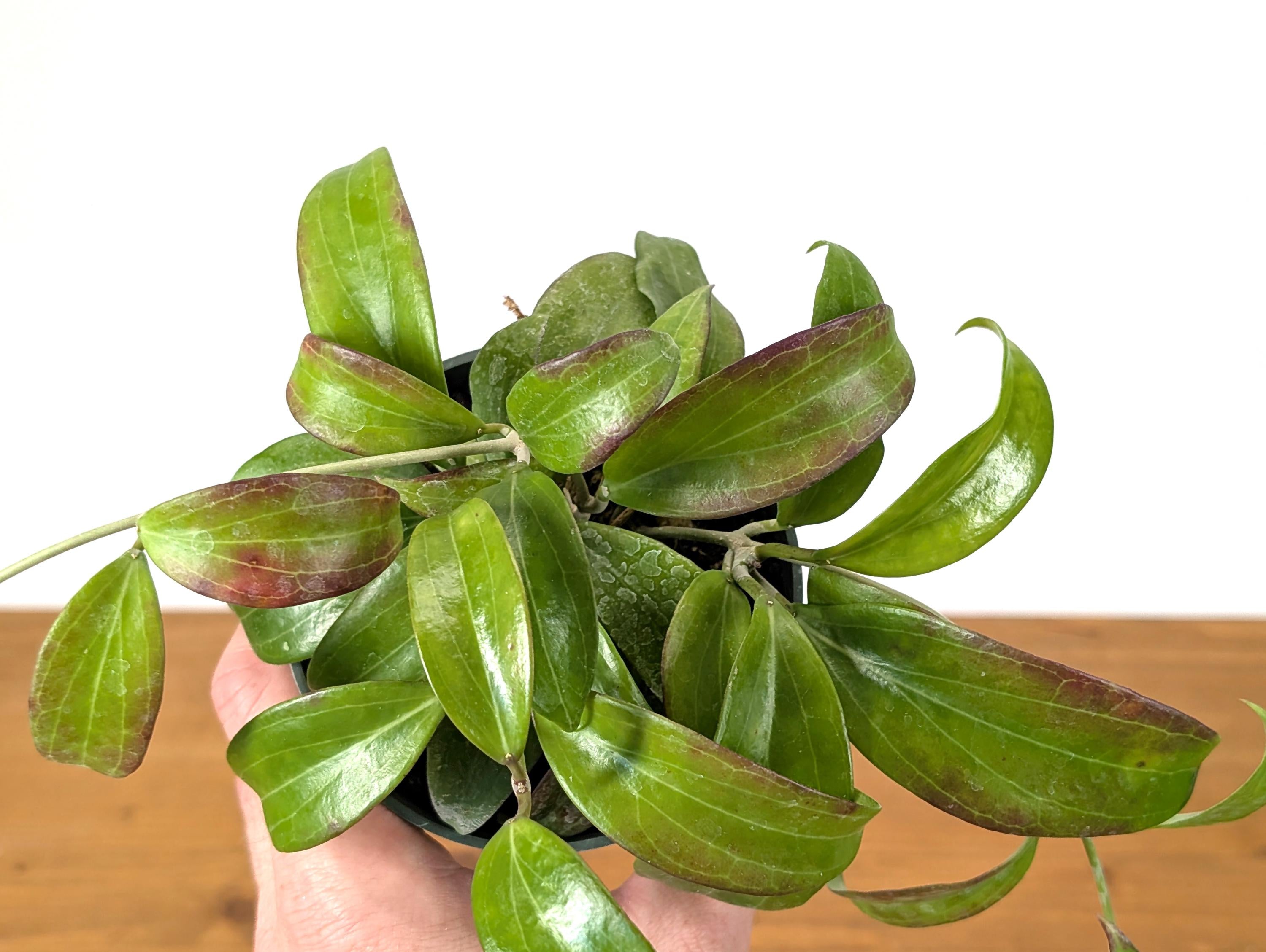 Hoya Merrillii (Long Leaf)