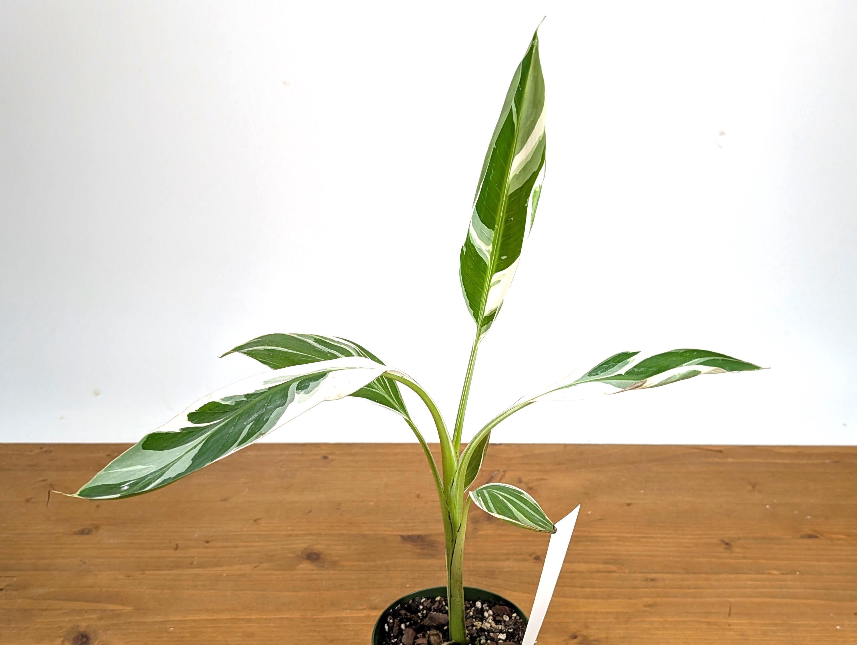 Musa Florida Variegated Banana Tree