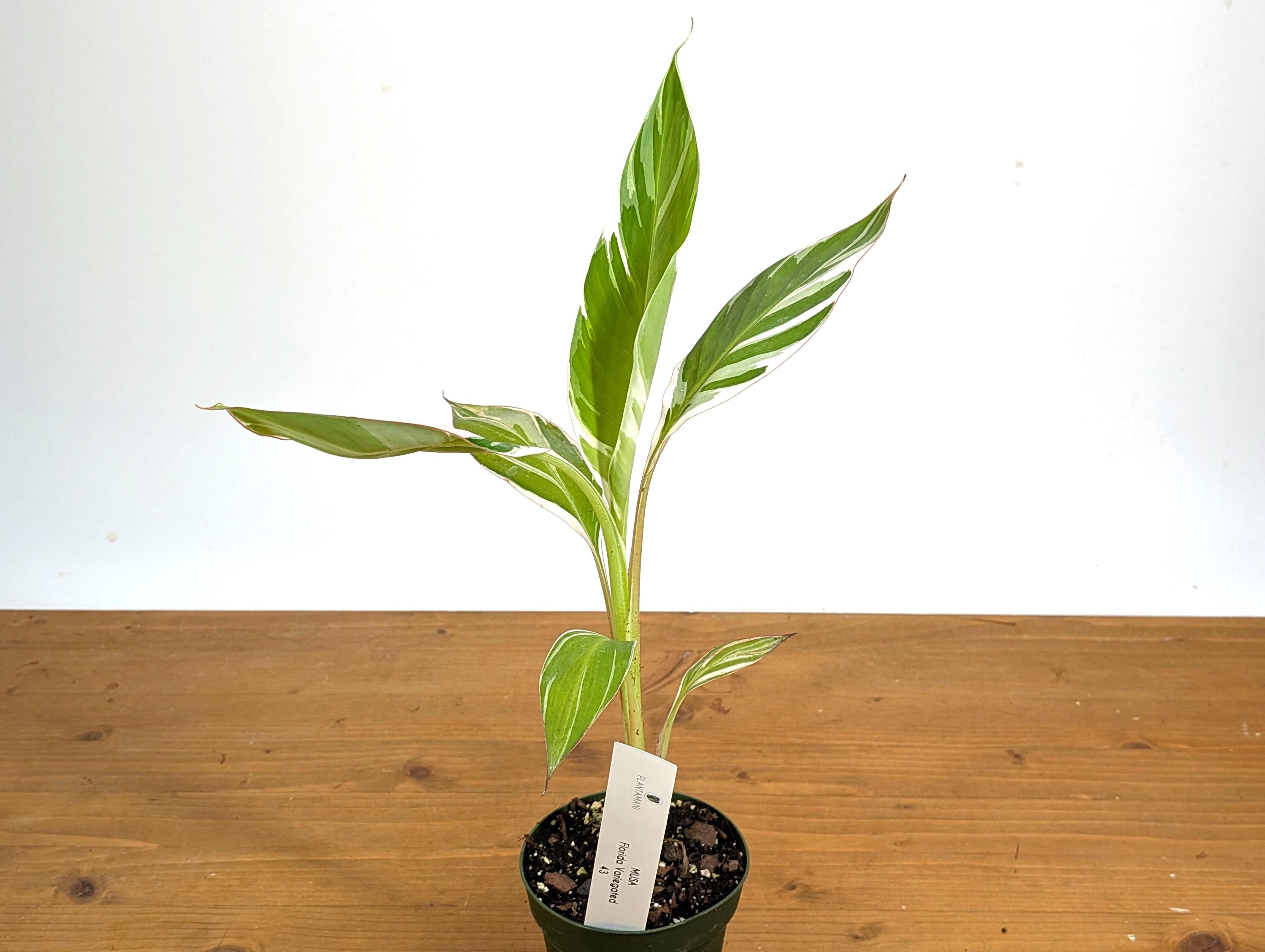 Musa Florida Variegated Banana Tree