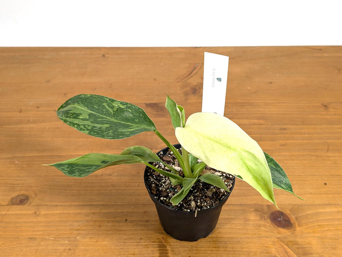 Philodendron Jose Buono