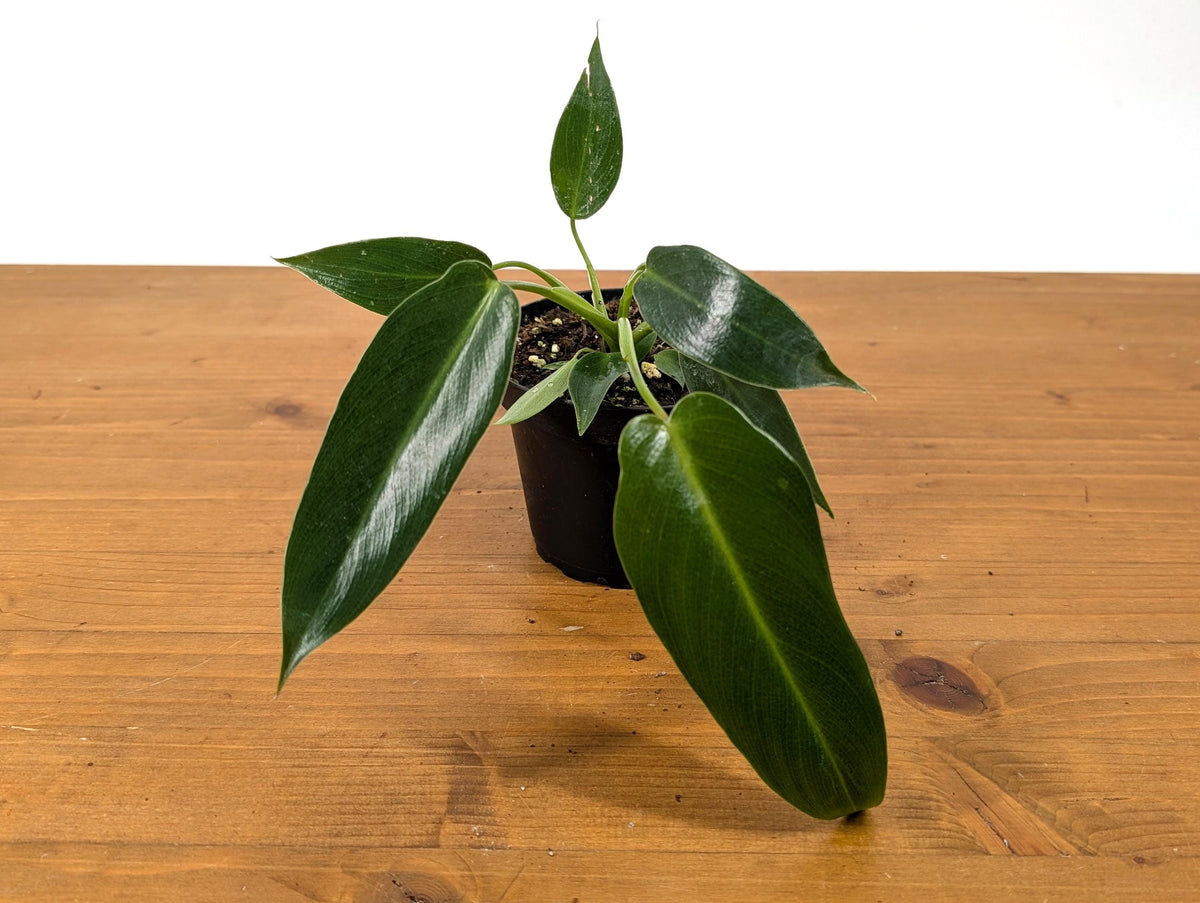 Philodendron Spiritus Sancti