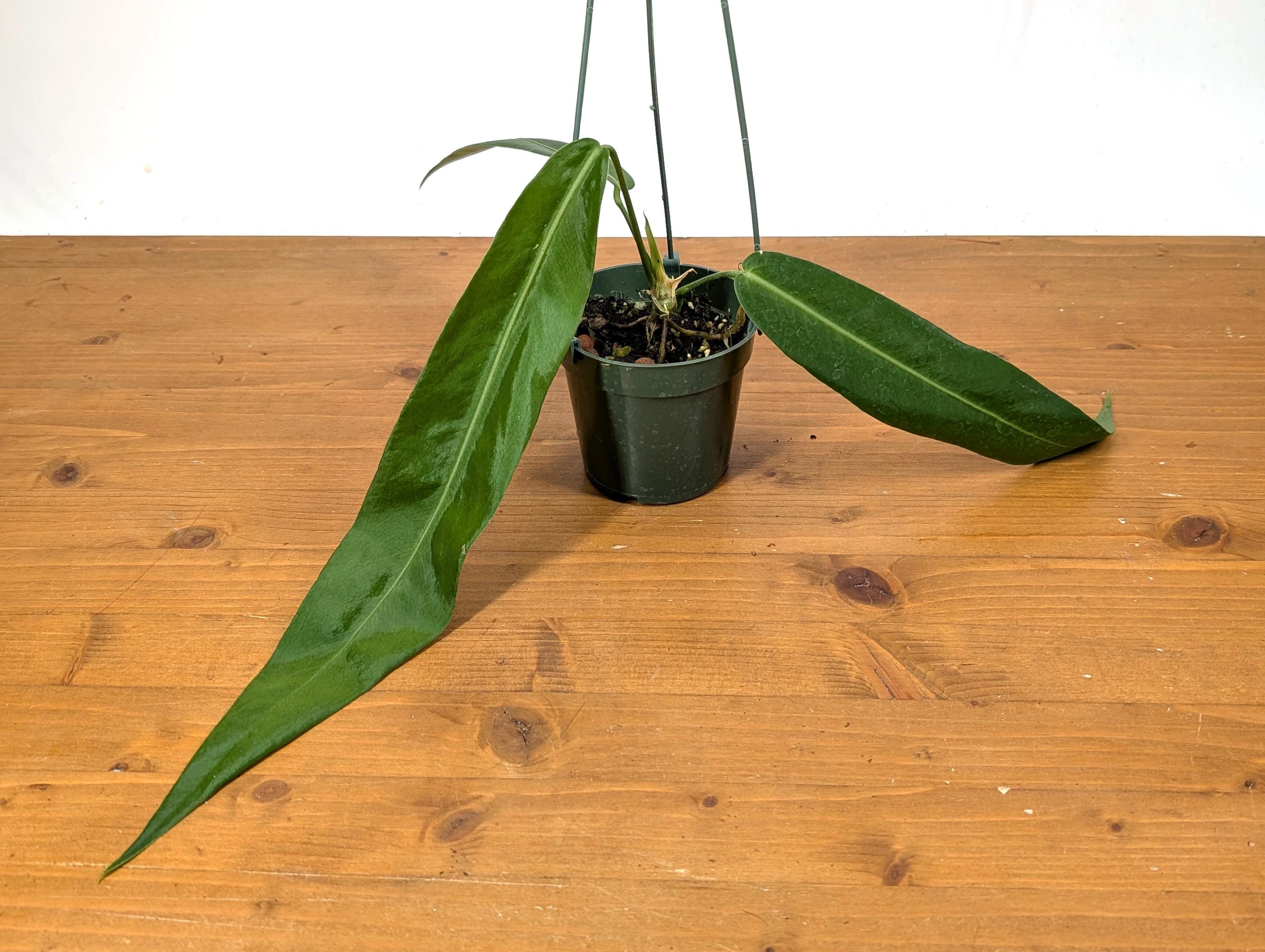 Anthurium Pallidiflorum