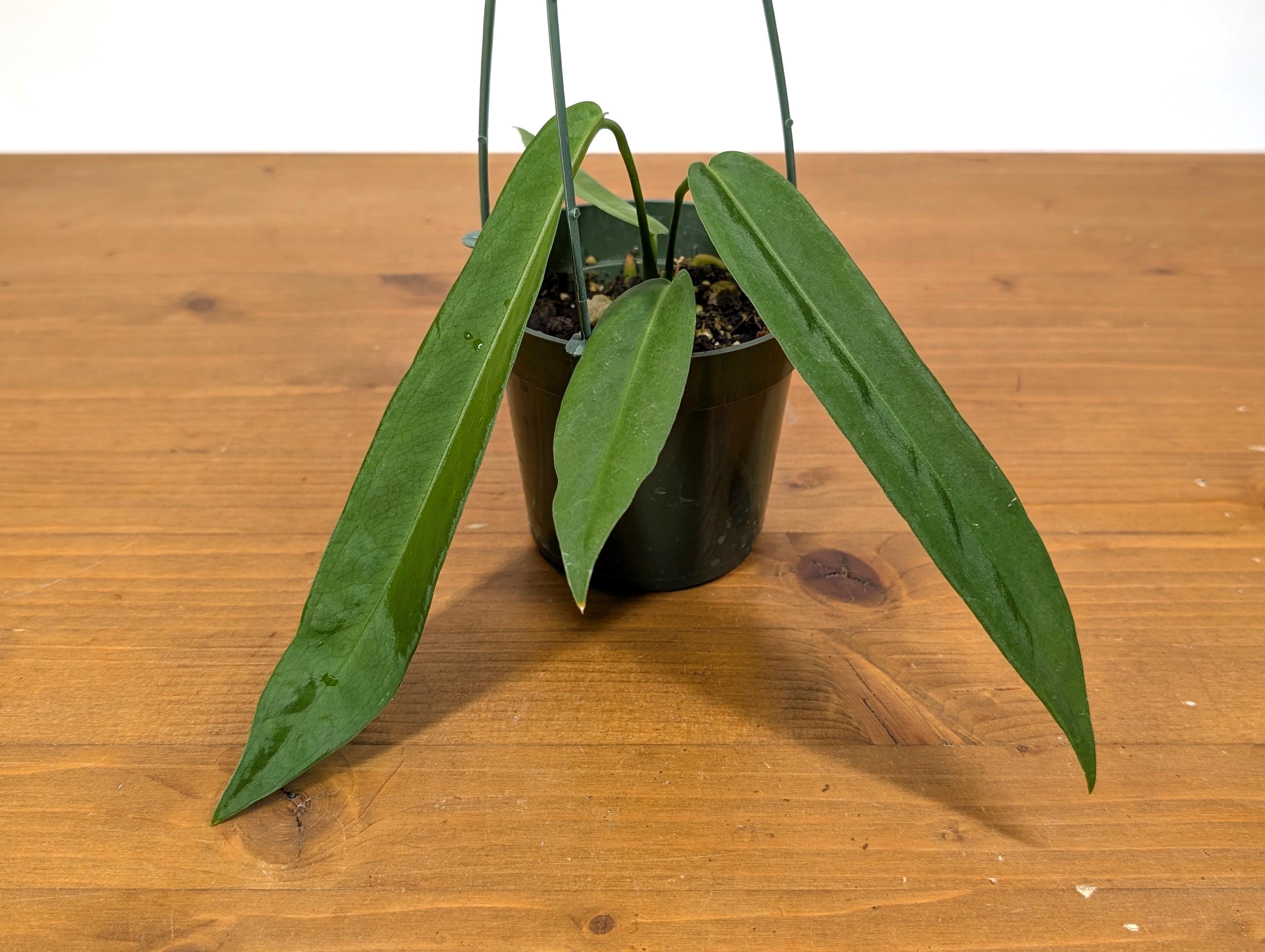 Anthurium Pallidiflorum
