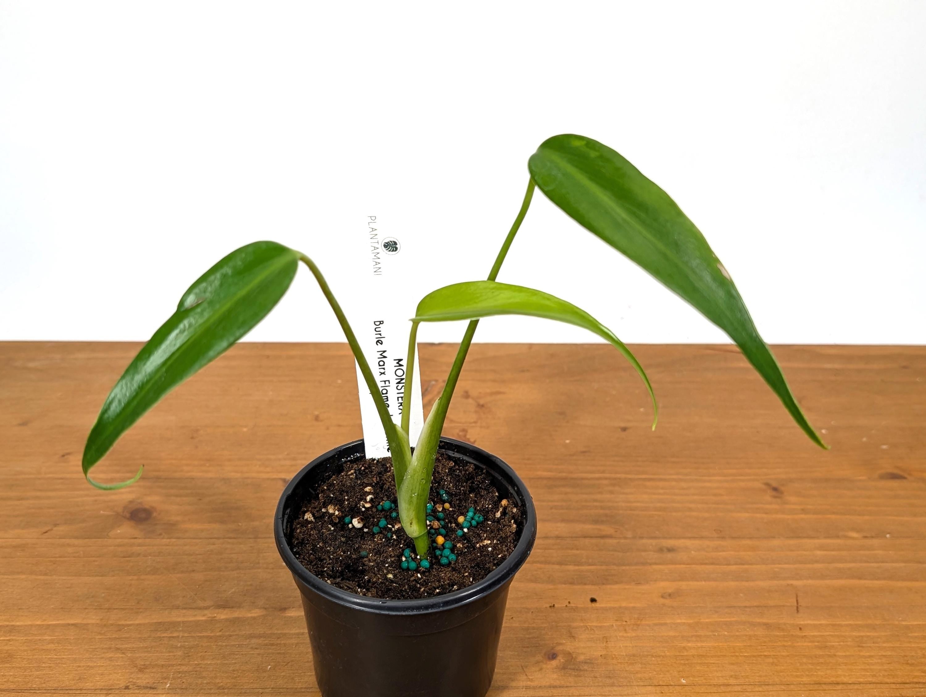 Monstera Burle Marx Flame