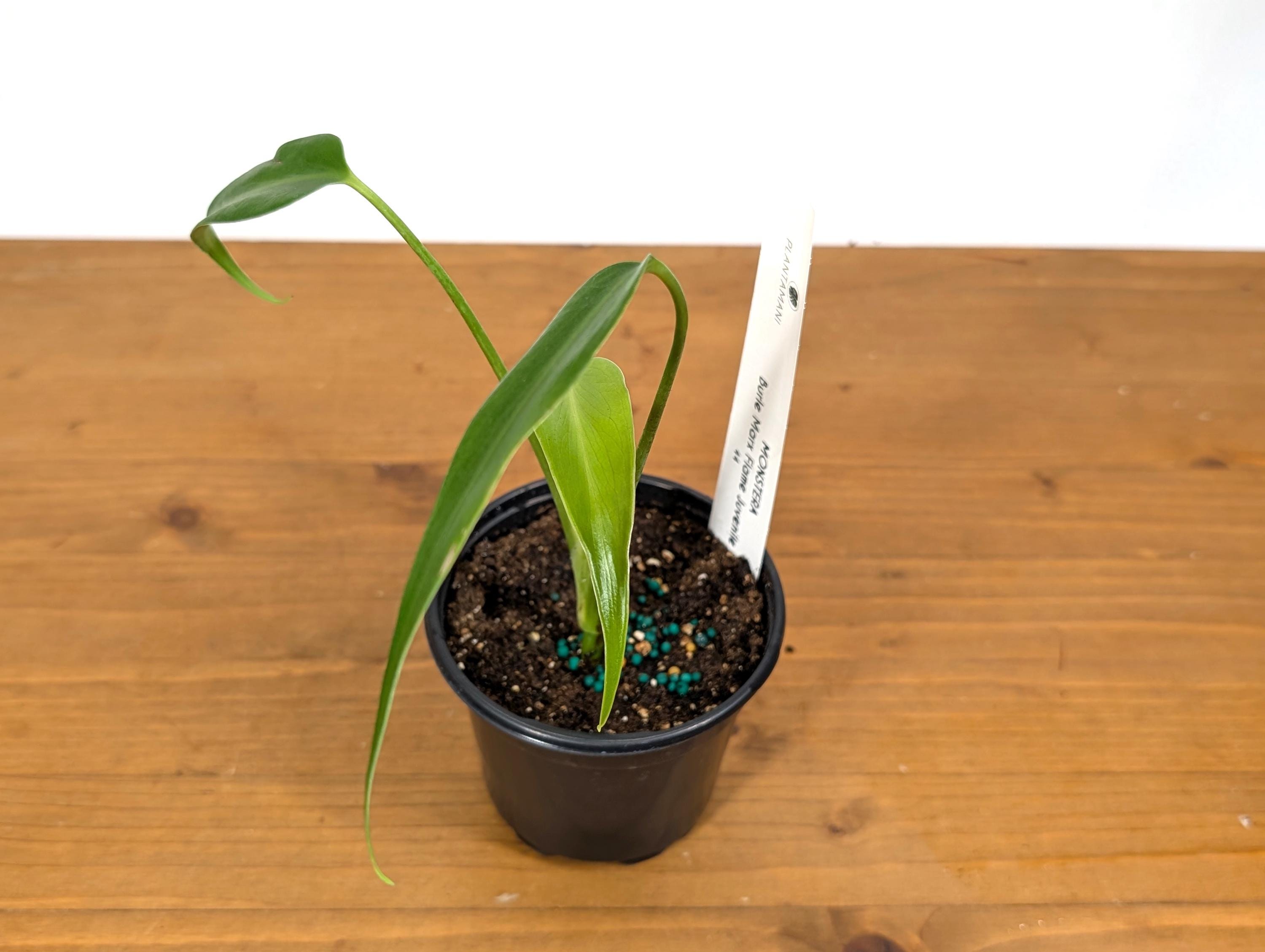 Monstera Burle Marx Flame