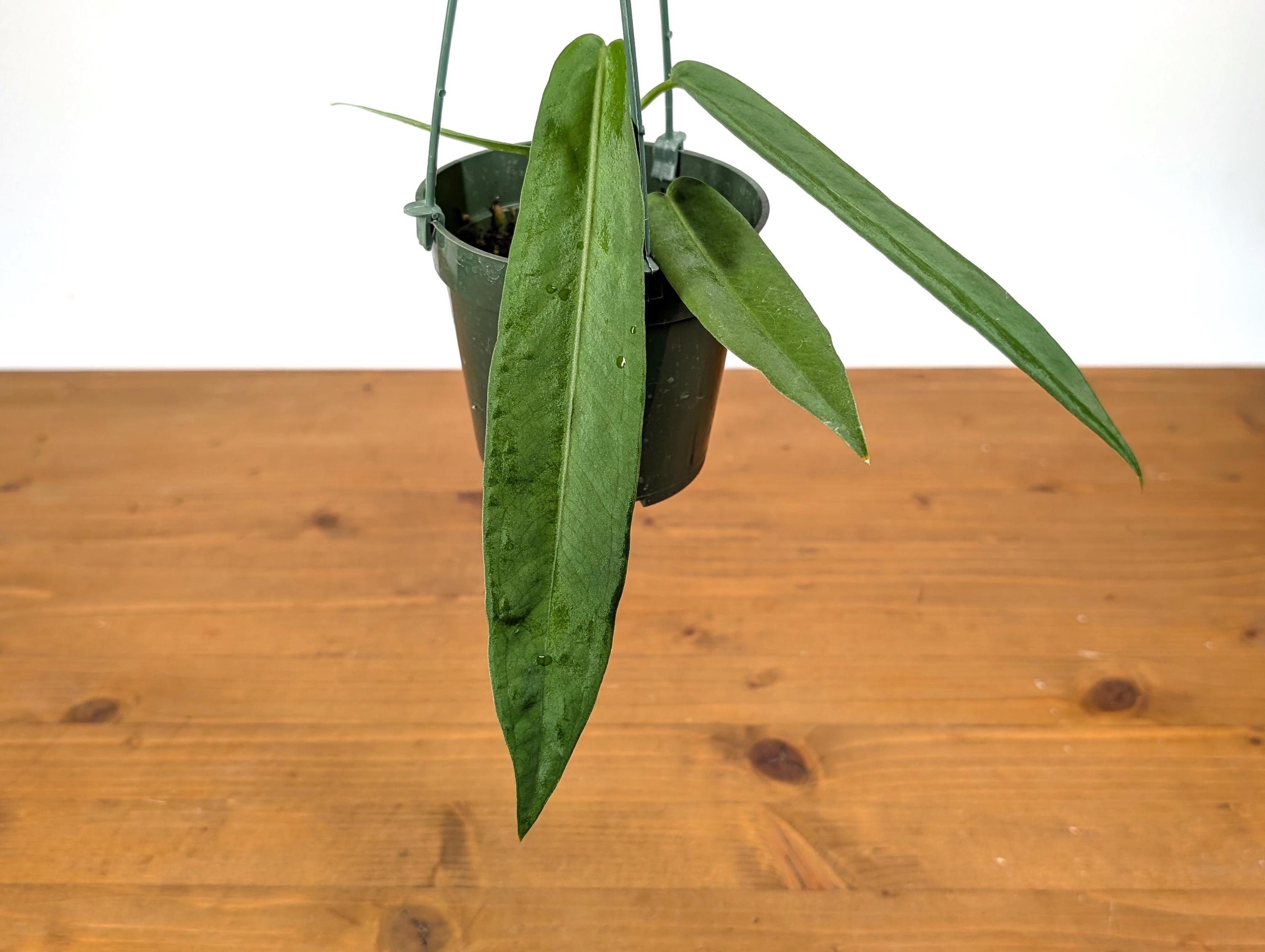 Anthurium Pallidiflorum