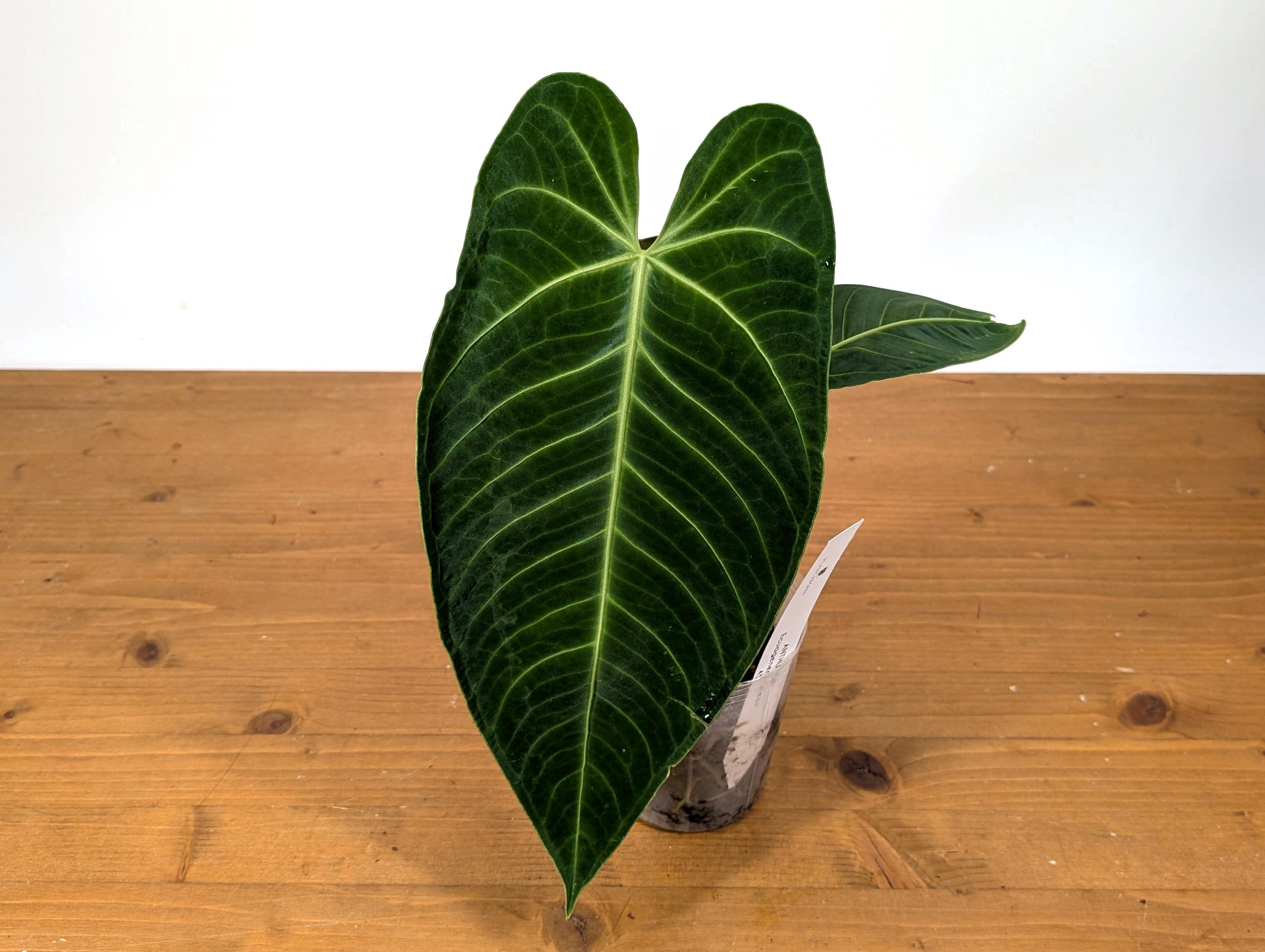 warocqueanum x anthurium waterburyanum Anthurium Warocqueanum x Waterburyanum – Plantamani Plants