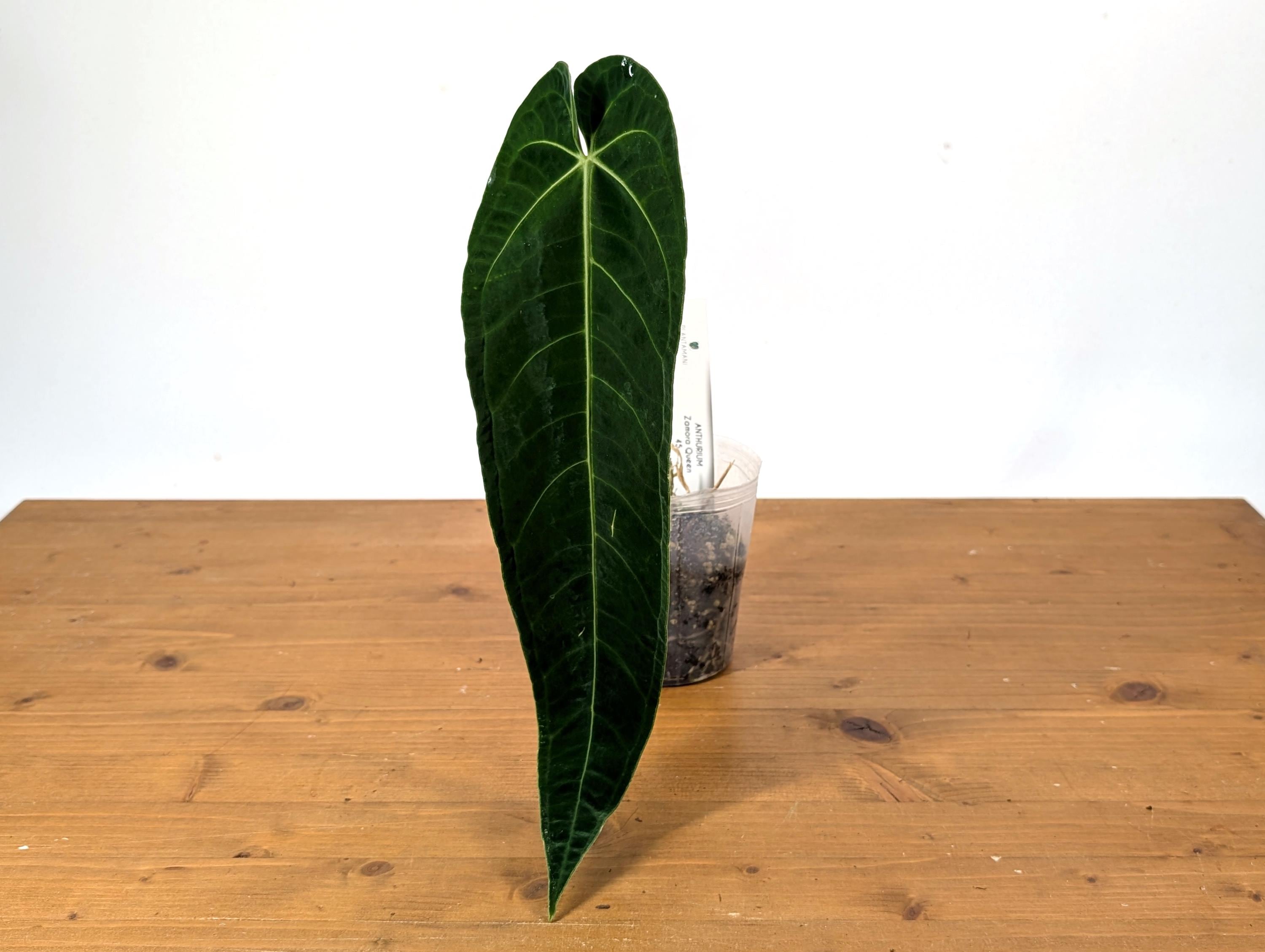 Anthurium Zamora Queen (marmoratum 2 x warocqueanum)