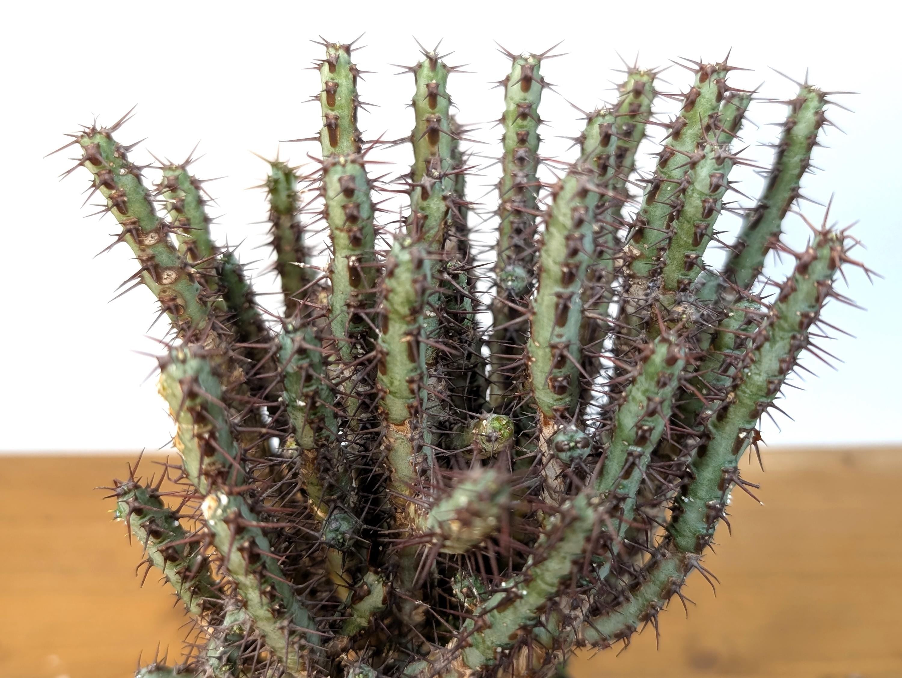 Euphorbia Aeruginosa Grafted Rooted Live Plant - 4 Inch Pot - Miniature Saguaro, Spurgeor, Verdigris Spiny Milkweed