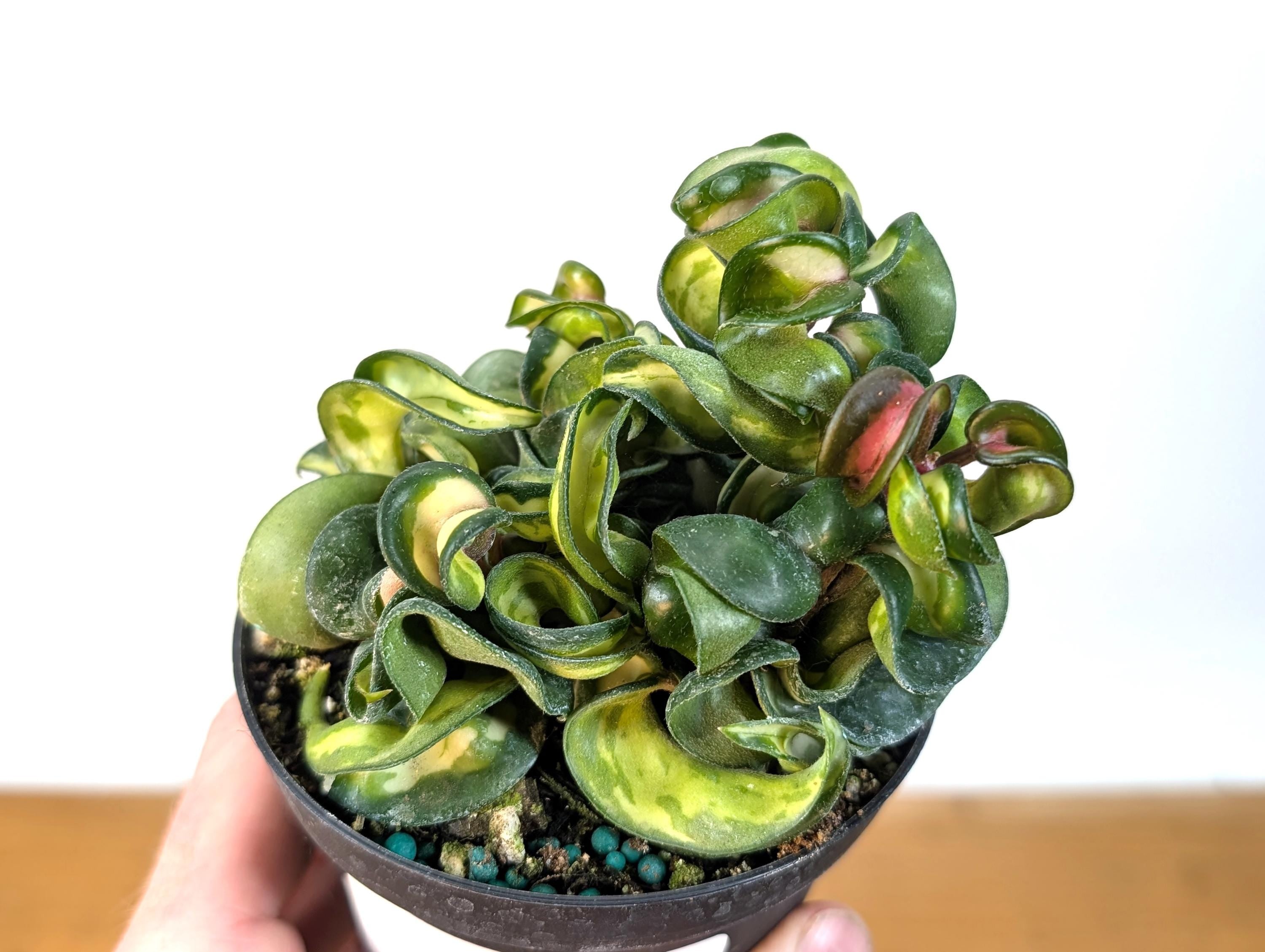 Hoya Mauna Loa Carnosa Compacta Inner Variegated Hindu Rope
