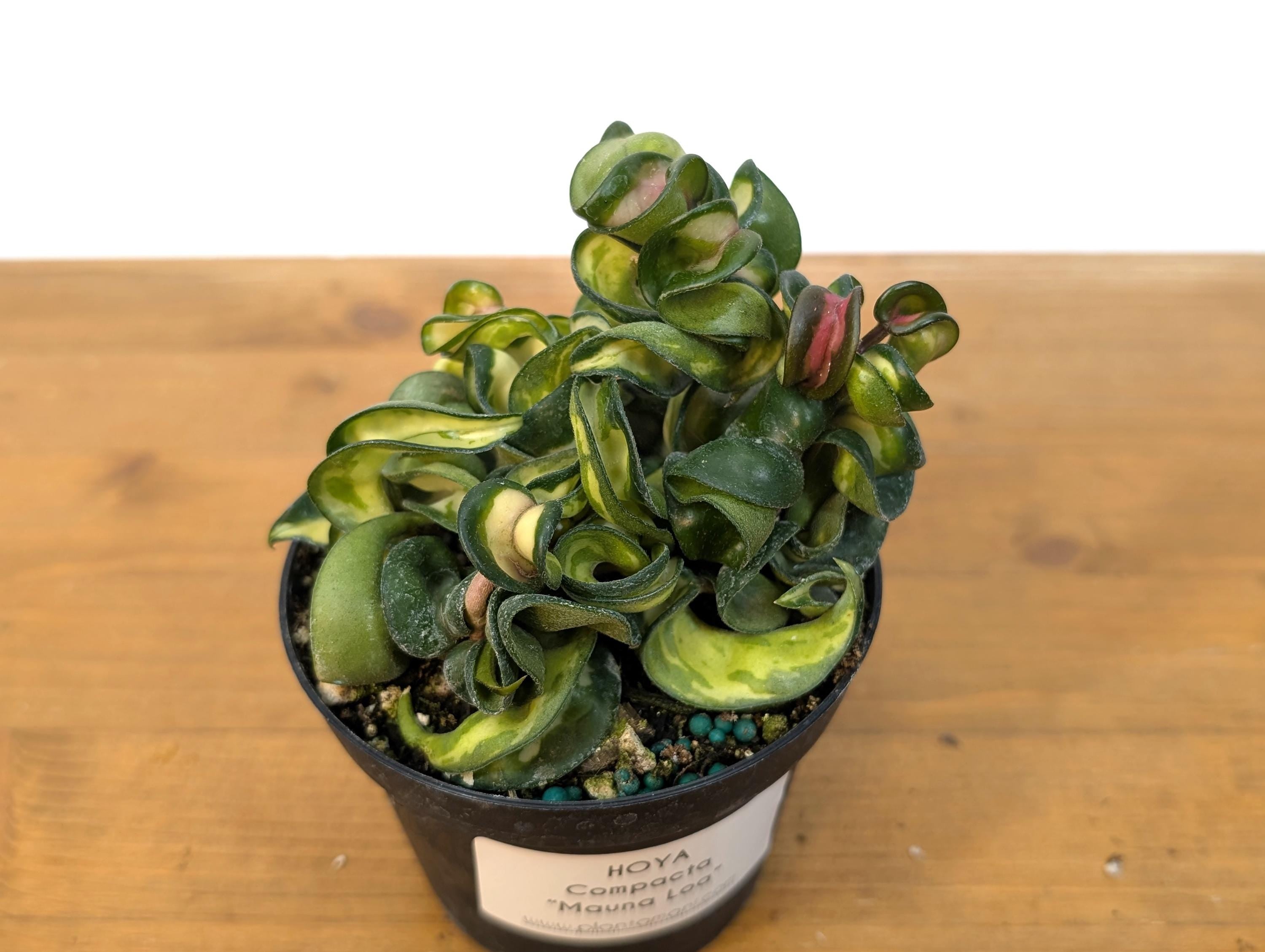 Hoya Mauna Loa Carnosa Compacta Inner Variegated Hindu Rope