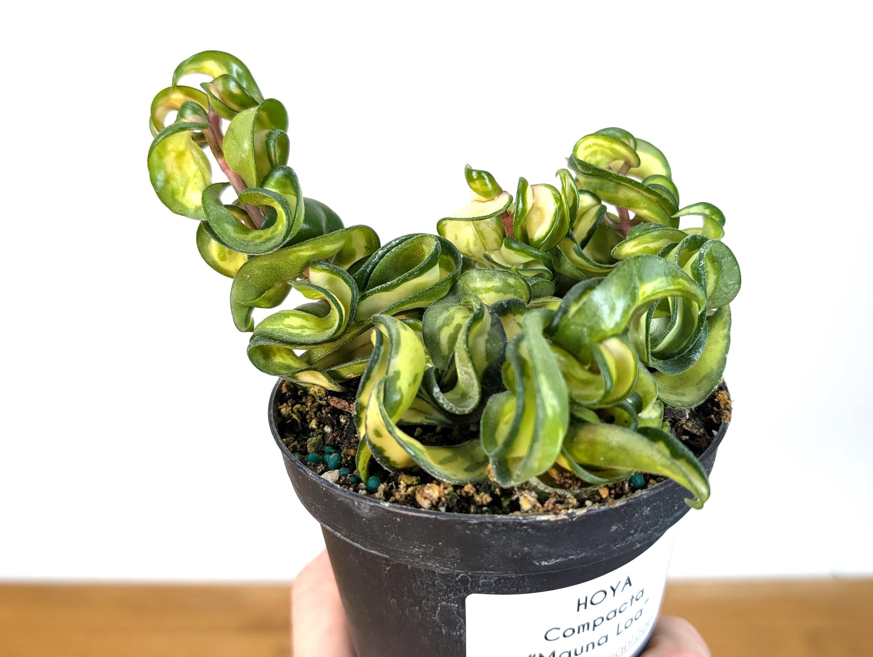 Hoya Mauna Loa Carnosa Compacta Inner Variegated Hindu Rope