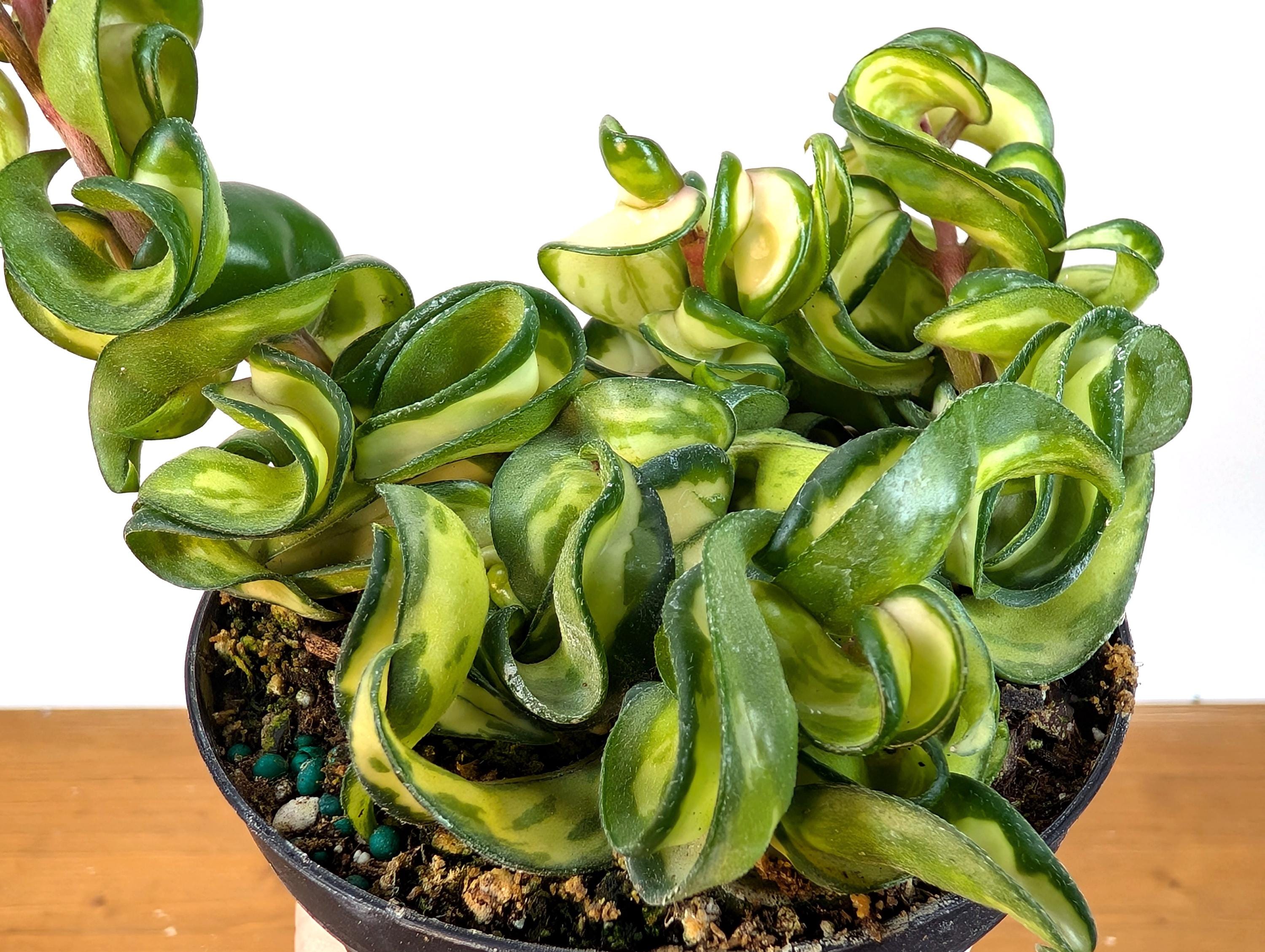 Hoya Mauna Loa Carnosa Compacta Inner Variegated Hindu Rope